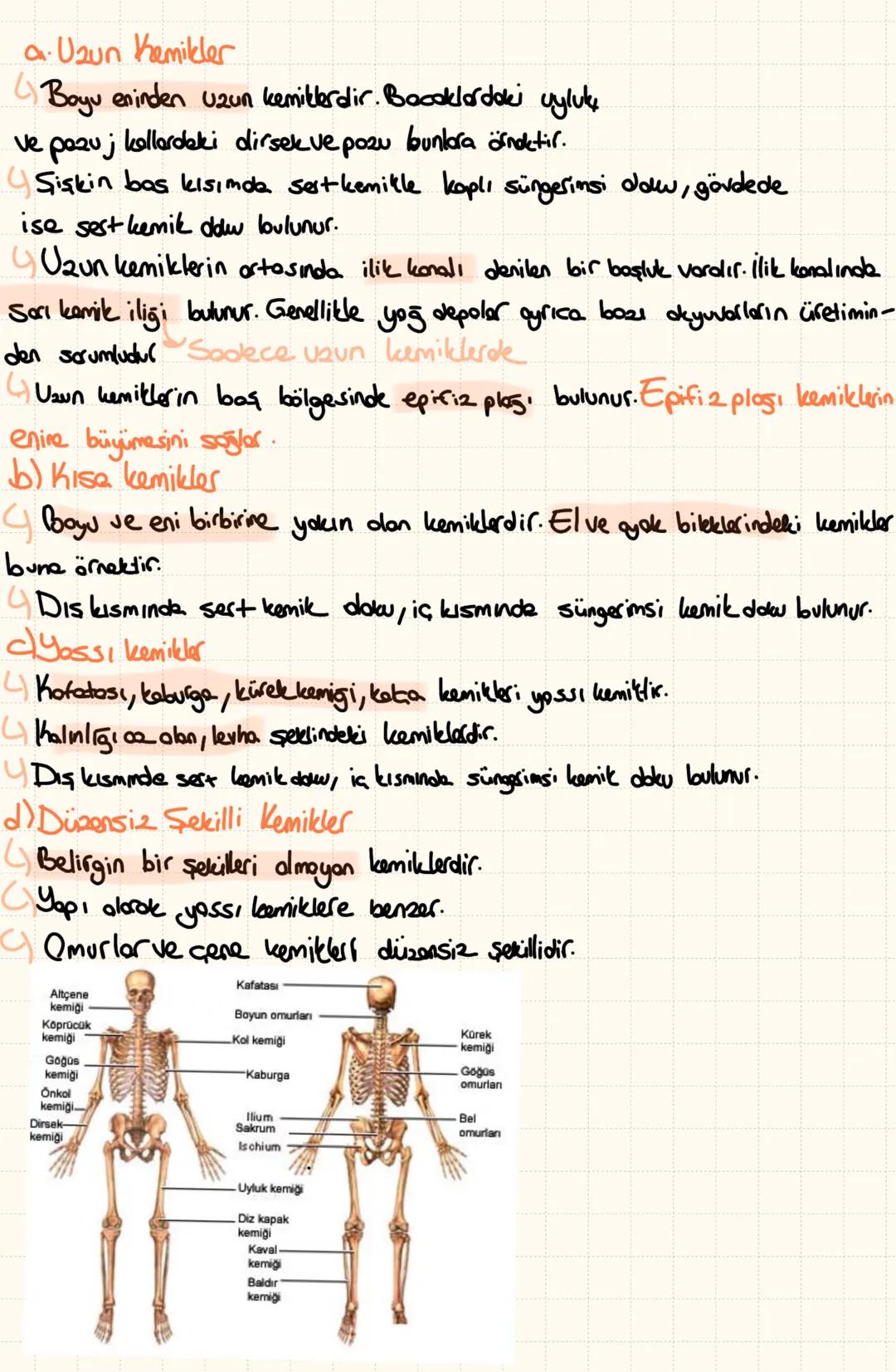 A) iskelet Sistemi
4
Embriyanik dönemde büyük oranda kıkırdak dokuden
dluşur. Büyüme ve gelişme döneminde kemikleşmeye başler.
-Iskeletin Gö