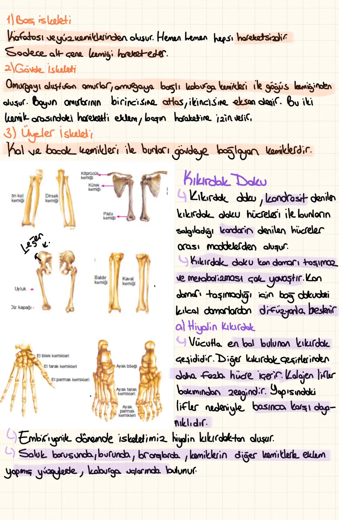 A) iskelet Sistemi
4
Embriyanik dönemde büyük oranda kıkırdak dokuden
dluşur. Büyüme ve gelişme döneminde kemikleşmeye başler.
-Iskeletin Gö
