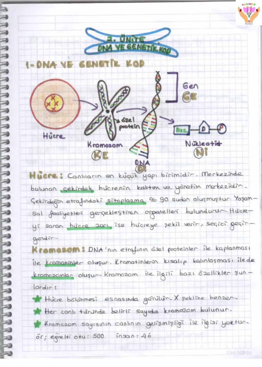2. UNITE
ONA VE GENETIX KOD
1-DNA VE GENETIK KOP
Gen
GE
zel
protein
Ваз
D
Hücre
Kromosom
KE
Nükleotid
NI
ONA
FENCI ANN
Huere: Canlıla