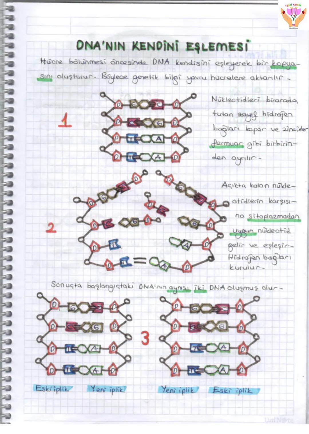 2. UNITE
ONA VE GENETIX KOD
1-DNA VE GENETIK KOP
Gen
GE
zel
protein
Ваз
D
Hücre
Kromosom
KE
Nükleotid
NI
ONA
FENCI ANN
Huere: Canlıla