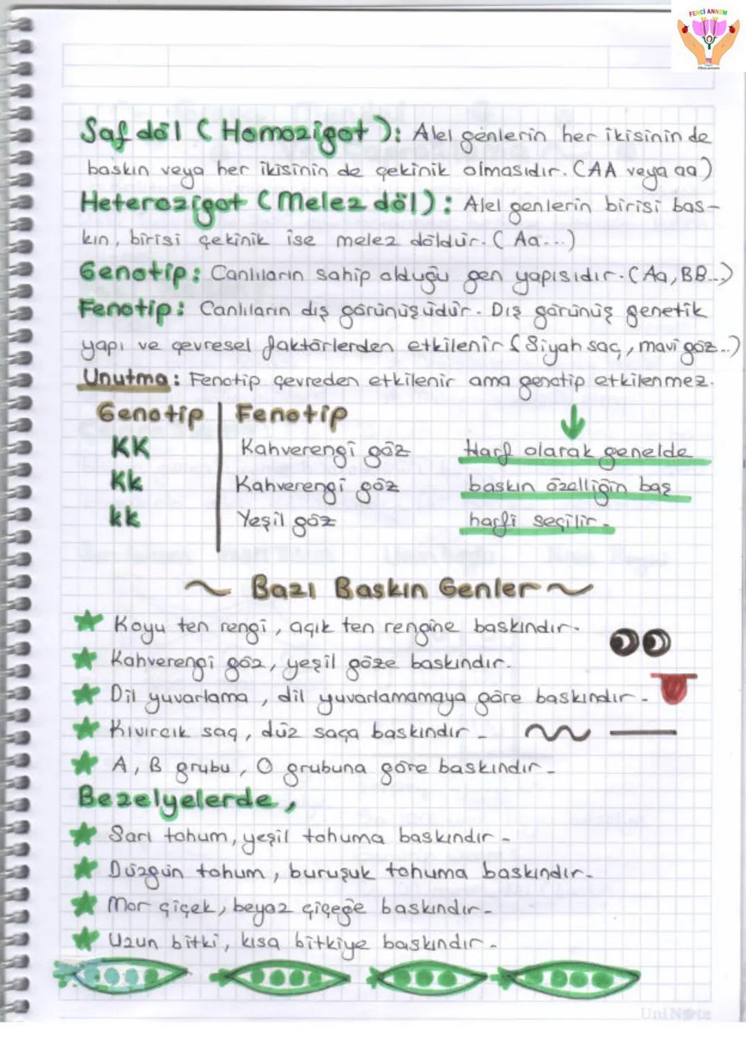 2. UNITE
ONA VE GENETIX KOD
1-DNA VE GENETIK KOP
Gen
GE
zel
protein
Ваз
D
Hücre
Kromosom
KE
Nükleotid
NI
ONA
FENCI ANN
Huere: Canlıla