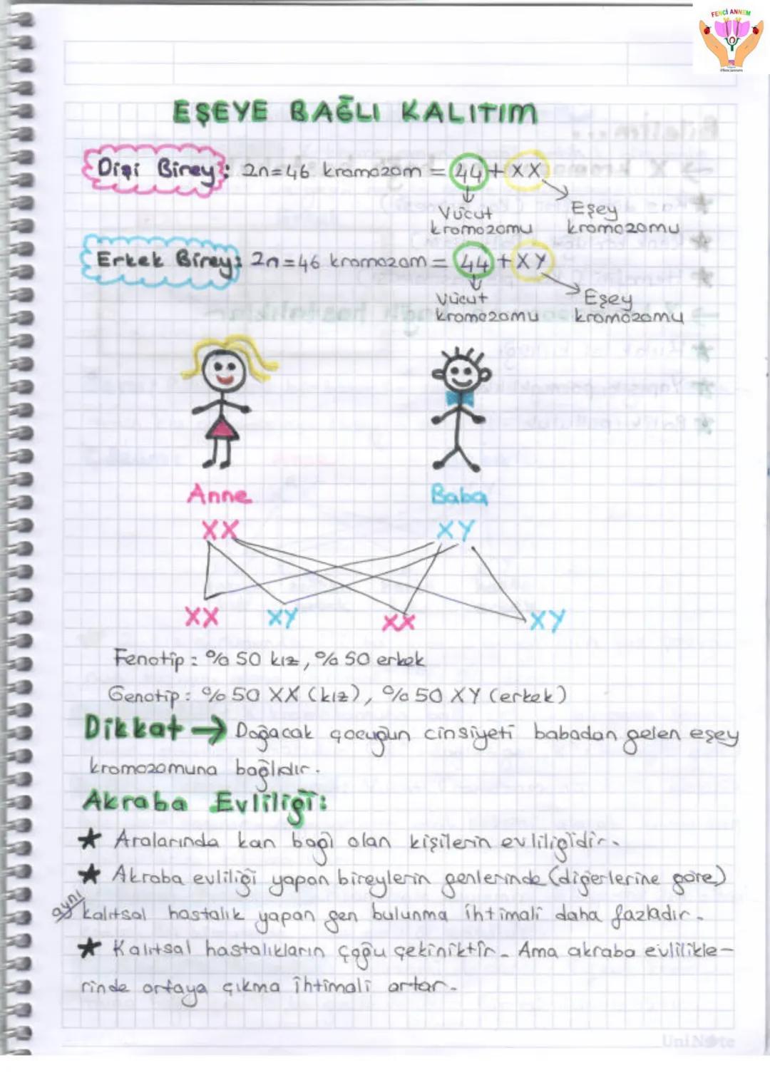 2. UNITE
ONA VE GENETIX KOD
1-DNA VE GENETIK KOP
Gen
GE
zel
protein
Ваз
D
Hücre
Kromosom
KE
Nükleotid
NI
ONA
FENCI ANN
Huere: Canlıla