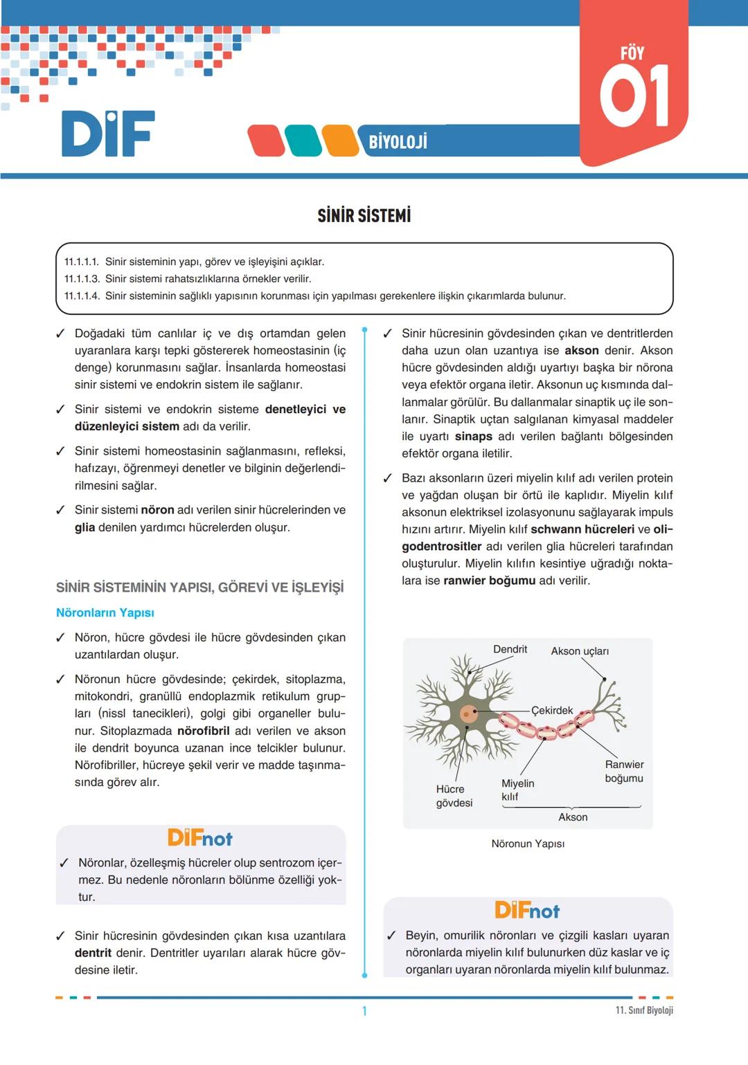 DIF
BİYOLOJİ
SİNİR SİSTEMİ
FÖY
01
11.1.1.1. Sinir sisteminin yapı, görev ve işleyişini açıklar.
11.1.1.3. Sinir sistemi rahatsızlıklarına ör