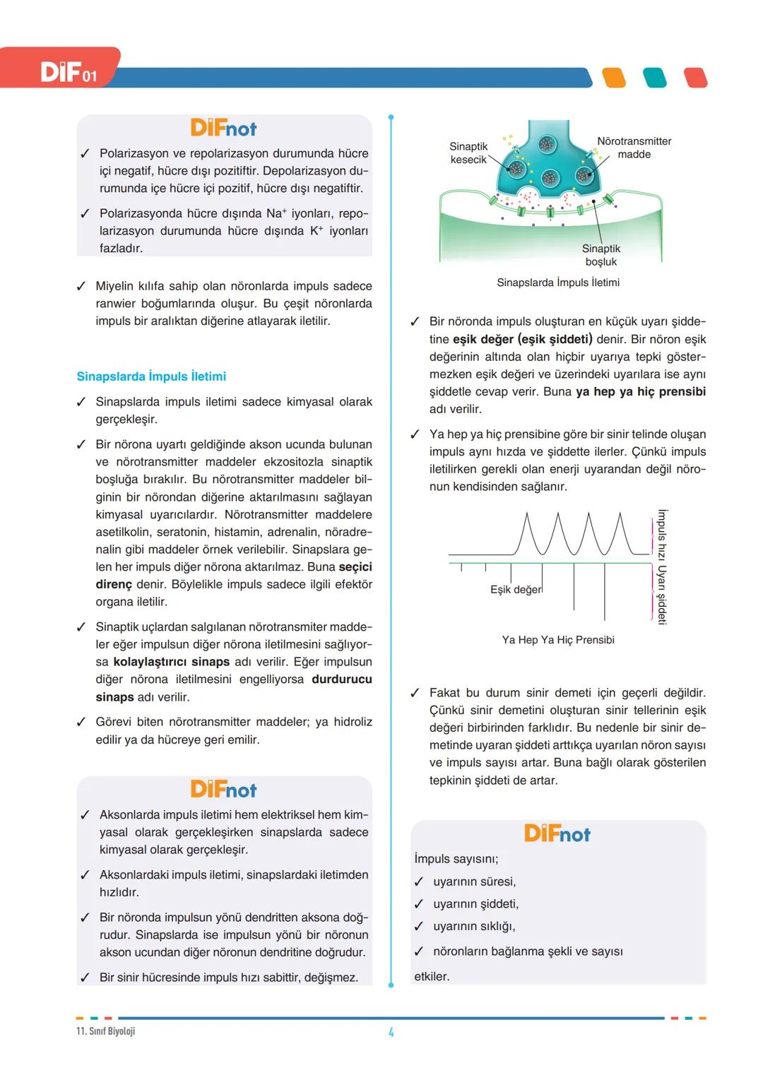 DIF
BİYOLOJİ
SİNİR SİSTEMİ
FÖY
01
11.1.1.1. Sinir sisteminin yapı, görev ve işleyişini açıklar.
11.1.1.3. Sinir sistemi rahatsızlıklarına ör