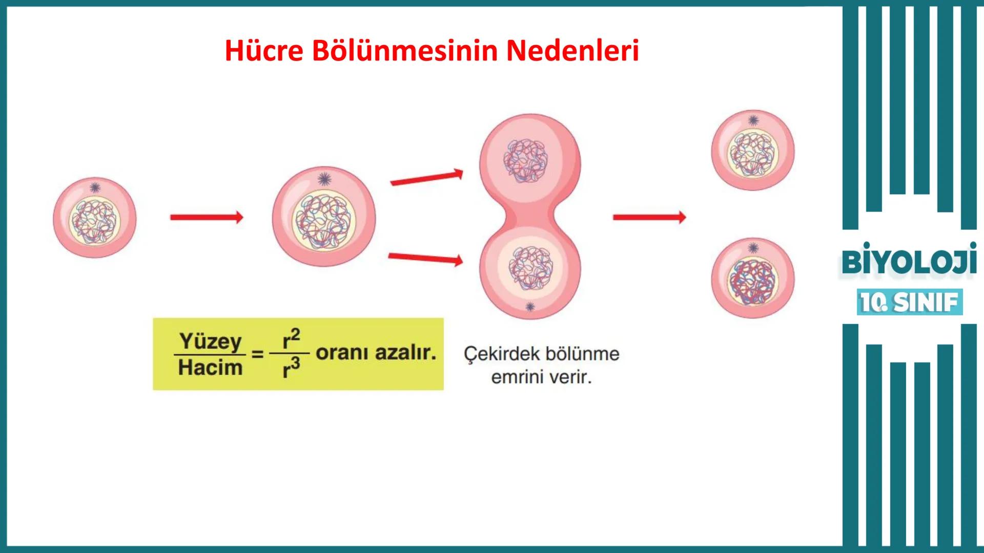 BİYOLOJİ
Kona Anfatimalo
Soru Bankası
小
1.
ÜNİTE
10.SINIF
BENİM
HOCAM
LİSE
Hücre Bölünmeleri
benim hocam
10
11 12
76
2 KAZANIM 10.1.1.1. Can