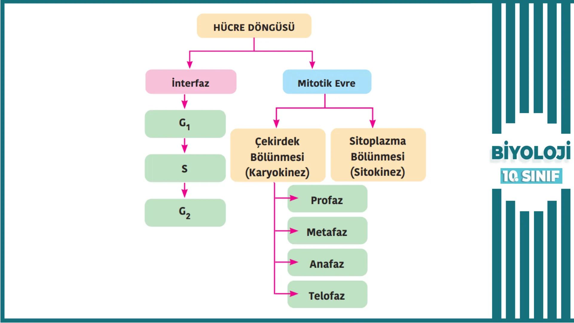 BİYOLOJİ
Kona Anfatimalo
Soru Bankası
小
1.
ÜNİTE
10.SINIF
BENİM
HOCAM
LİSE
Hücre Bölünmeleri
benim hocam
10
11 12
76
2 KAZANIM 10.1.1.1. Can