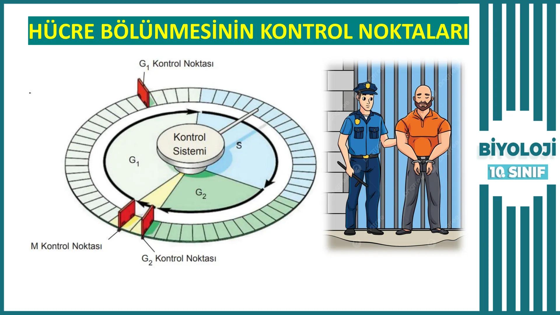 BİYOLOJİ
Kona Anfatimalo
Soru Bankası
小
1.
ÜNİTE
10.SINIF
BENİM
HOCAM
LİSE
Hücre Bölünmeleri
benim hocam
10
11 12
76
2 KAZANIM 10.1.1.1. Can