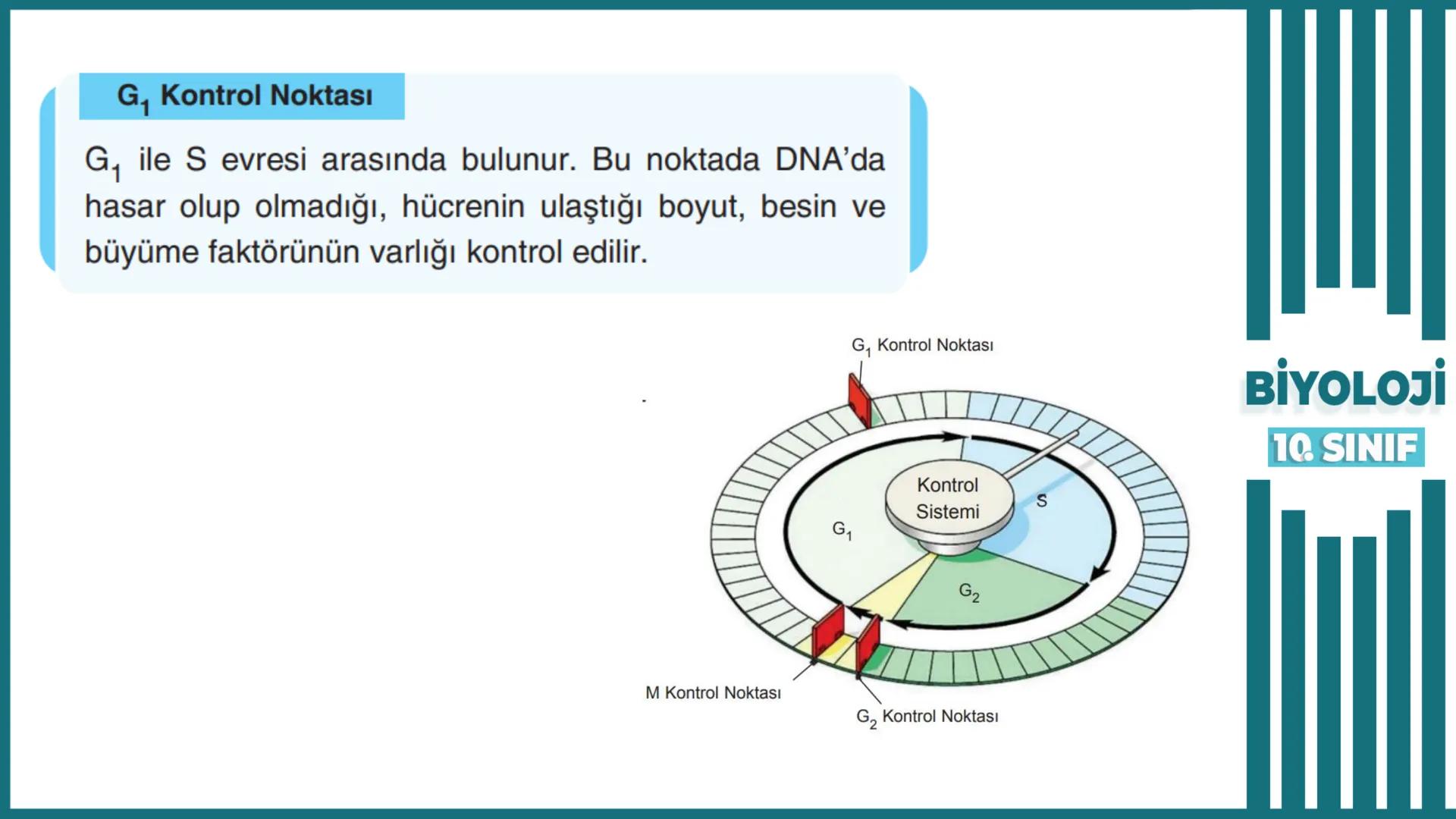 BİYOLOJİ
Kona Anfatimalo
Soru Bankası
小
1.
ÜNİTE
10.SINIF
BENİM
HOCAM
LİSE
Hücre Bölünmeleri
benim hocam
10
11 12
76
2 KAZANIM 10.1.1.1. Can