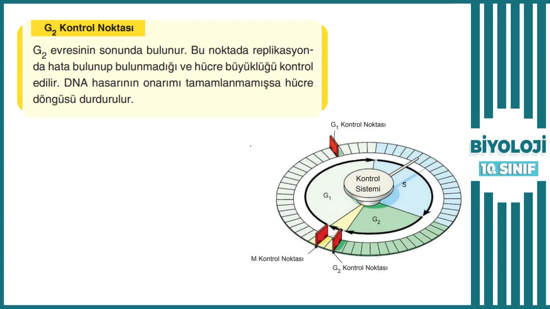 BİYOLOJİ
Kona Anfatimalo
Soru Bankası
小
1.
ÜNİTE
10.SINIF
BENİM
HOCAM
LİSE
Hücre Bölünmeleri
benim hocam
10
11 12
76
2 KAZANIM 10.1.1.1. Can