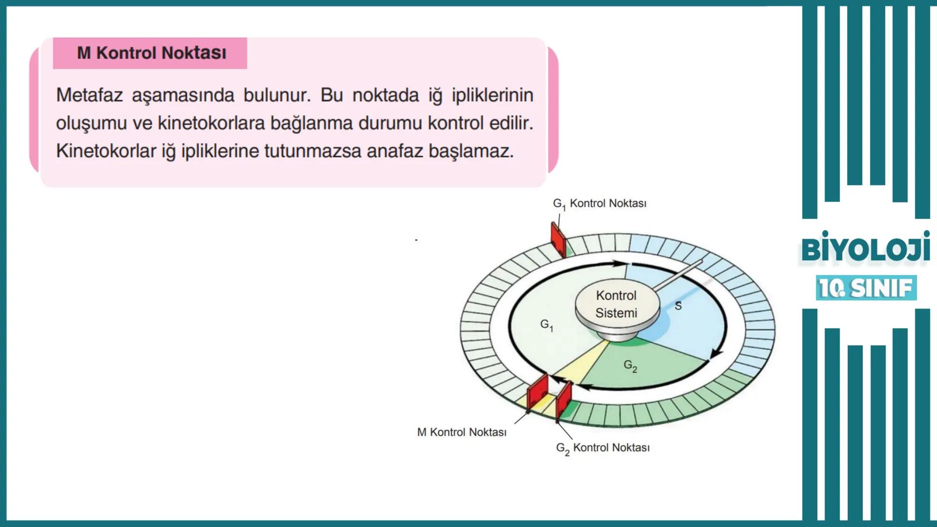 BİYOLOJİ
Kona Anfatimalo
Soru Bankası
小
1.
ÜNİTE
10.SINIF
BENİM
HOCAM
LİSE
Hücre Bölünmeleri
benim hocam
10
11 12
76
2 KAZANIM 10.1.1.1. Can