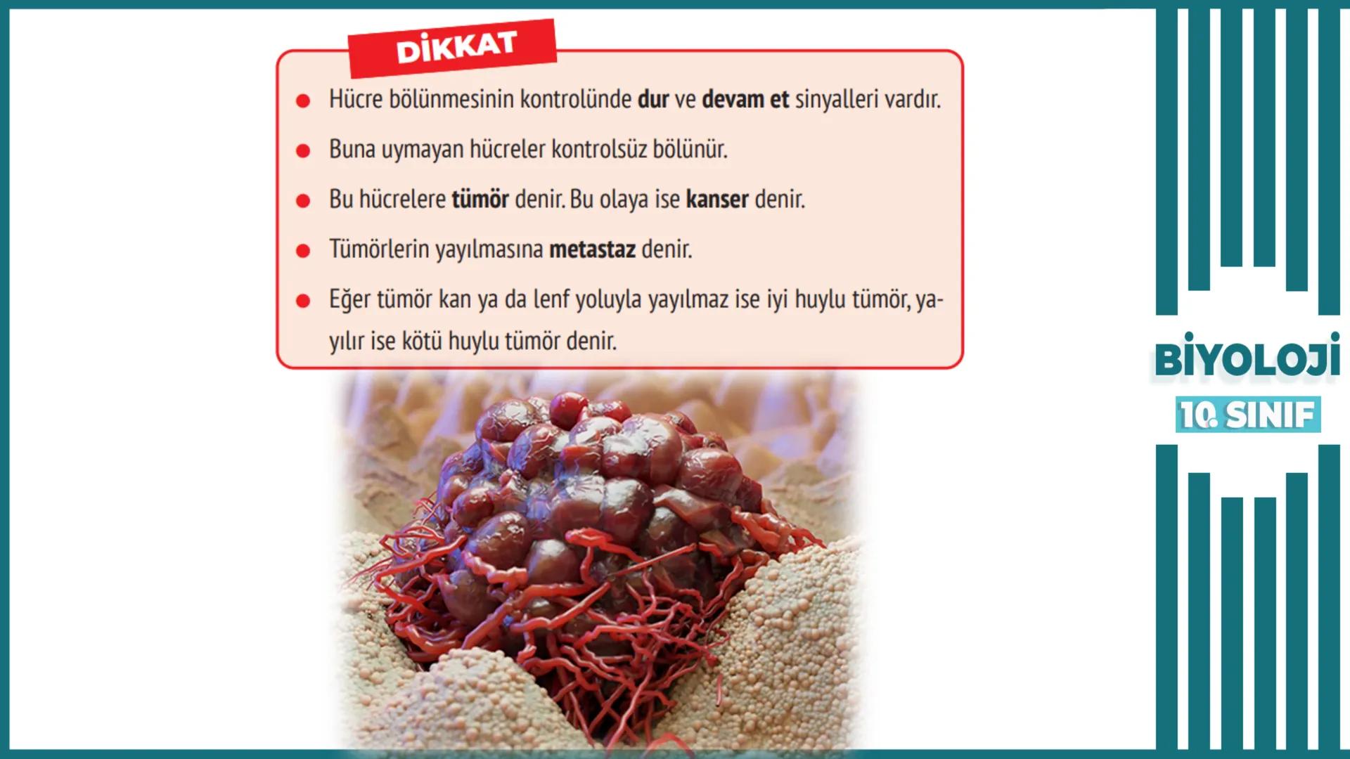 BİYOLOJİ
Kona Anfatimalo
Soru Bankası
小
1.
ÜNİTE
10.SINIF
BENİM
HOCAM
LİSE
Hücre Bölünmeleri
benim hocam
10
11 12
76
2 KAZANIM 10.1.1.1. Can