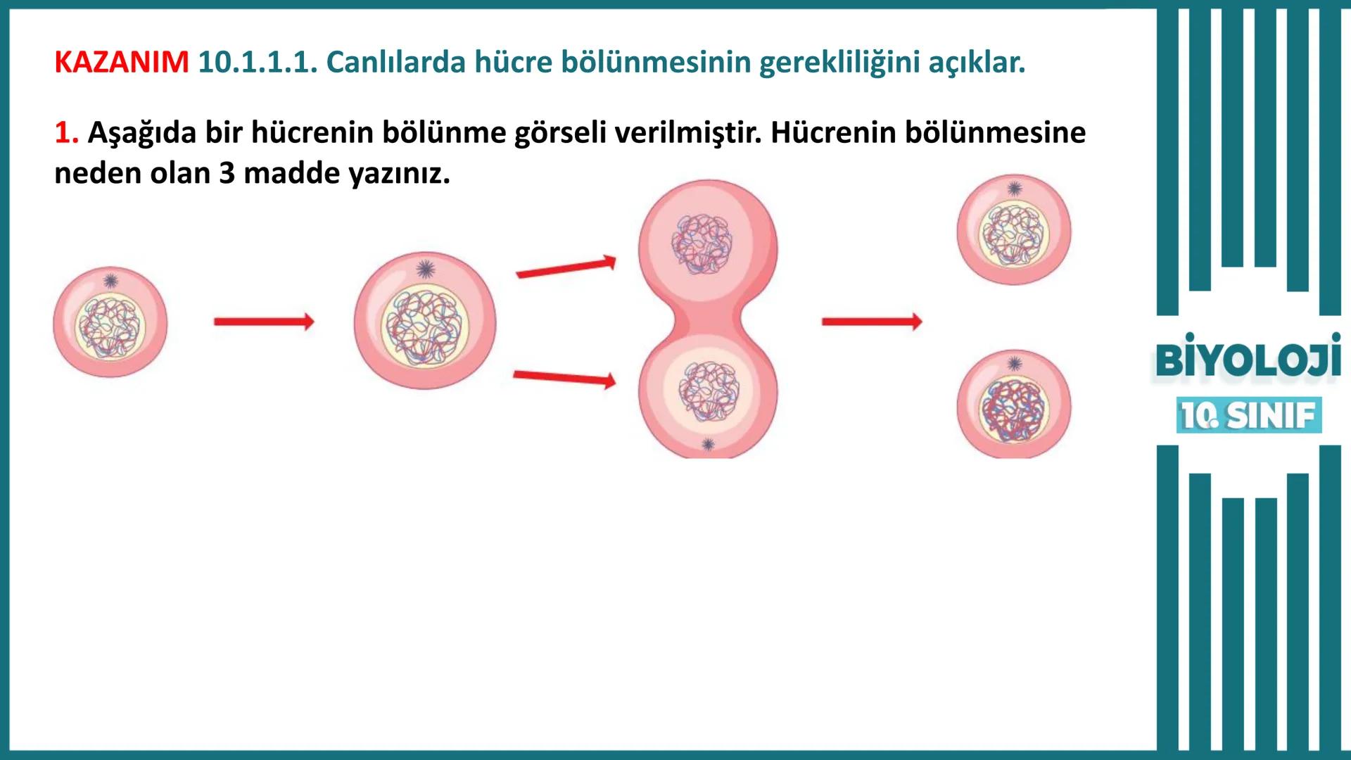 BİYOLOJİ
Kona Anfatimalo
Soru Bankası
小
1.
ÜNİTE
10.SINIF
BENİM
HOCAM
LİSE
Hücre Bölünmeleri
benim hocam
10
11 12
76
2 KAZANIM 10.1.1.1. Can