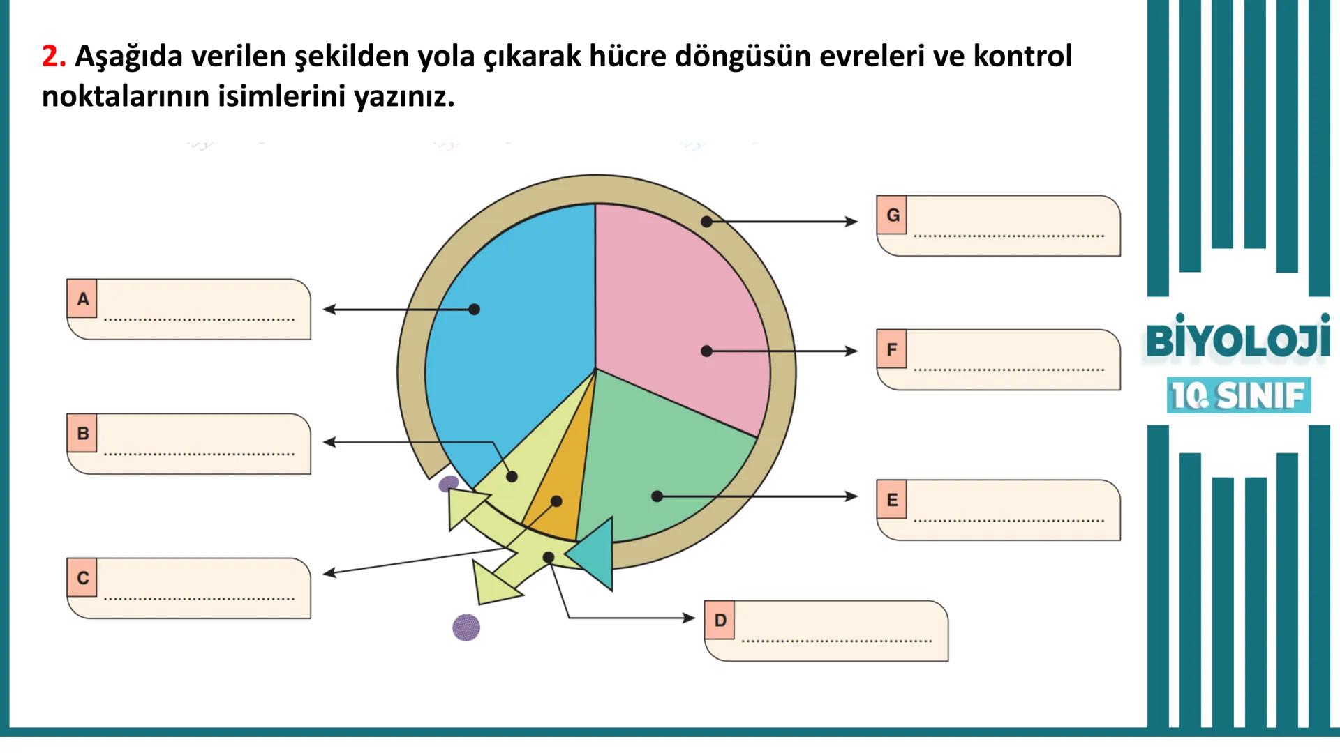 BİYOLOJİ
Kona Anfatimalo
Soru Bankası
小
1.
ÜNİTE
10.SINIF
BENİM
HOCAM
LİSE
Hücre Bölünmeleri
benim hocam
10
11 12
76
2 KAZANIM 10.1.1.1. Can