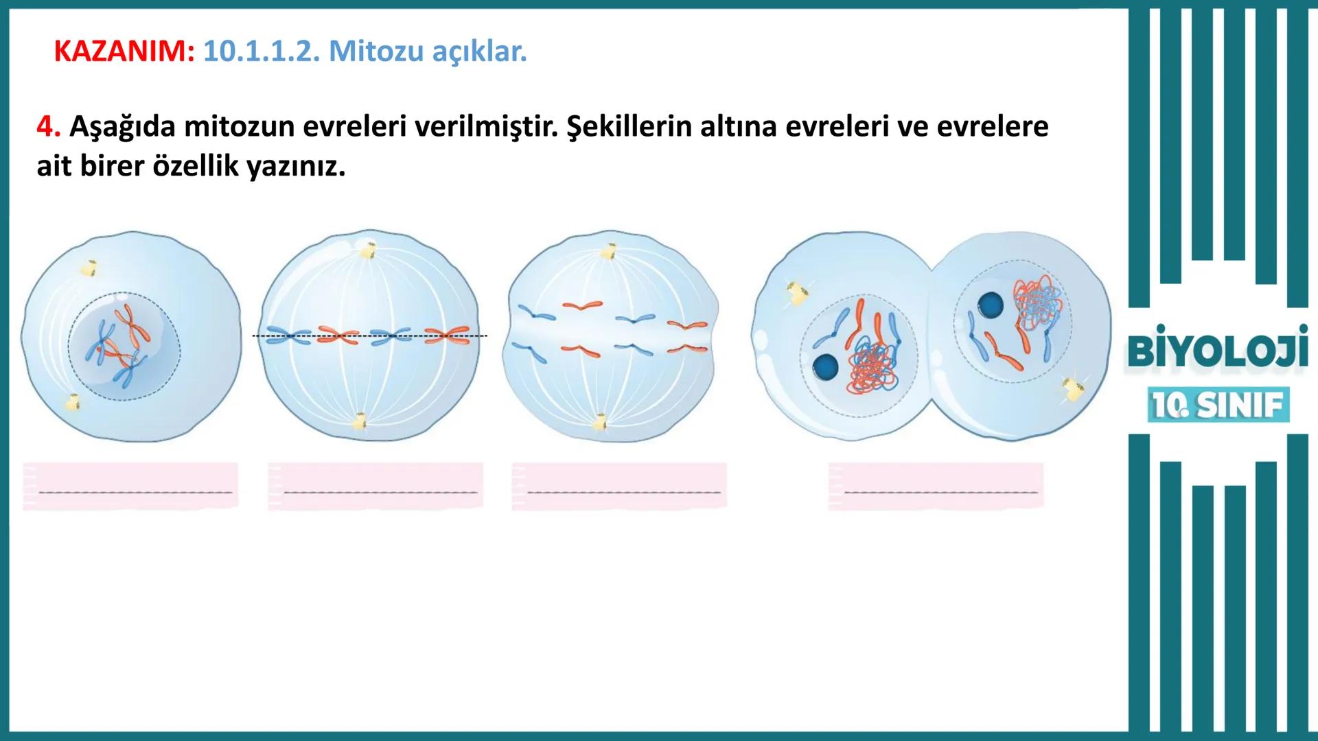 BİYOLOJİ
Kona Anfatimalo
Soru Bankası
小
1.
ÜNİTE
10.SINIF
BENİM
HOCAM
LİSE
Hücre Bölünmeleri
benim hocam
10
11 12
76
2 KAZANIM 10.1.1.1. Can