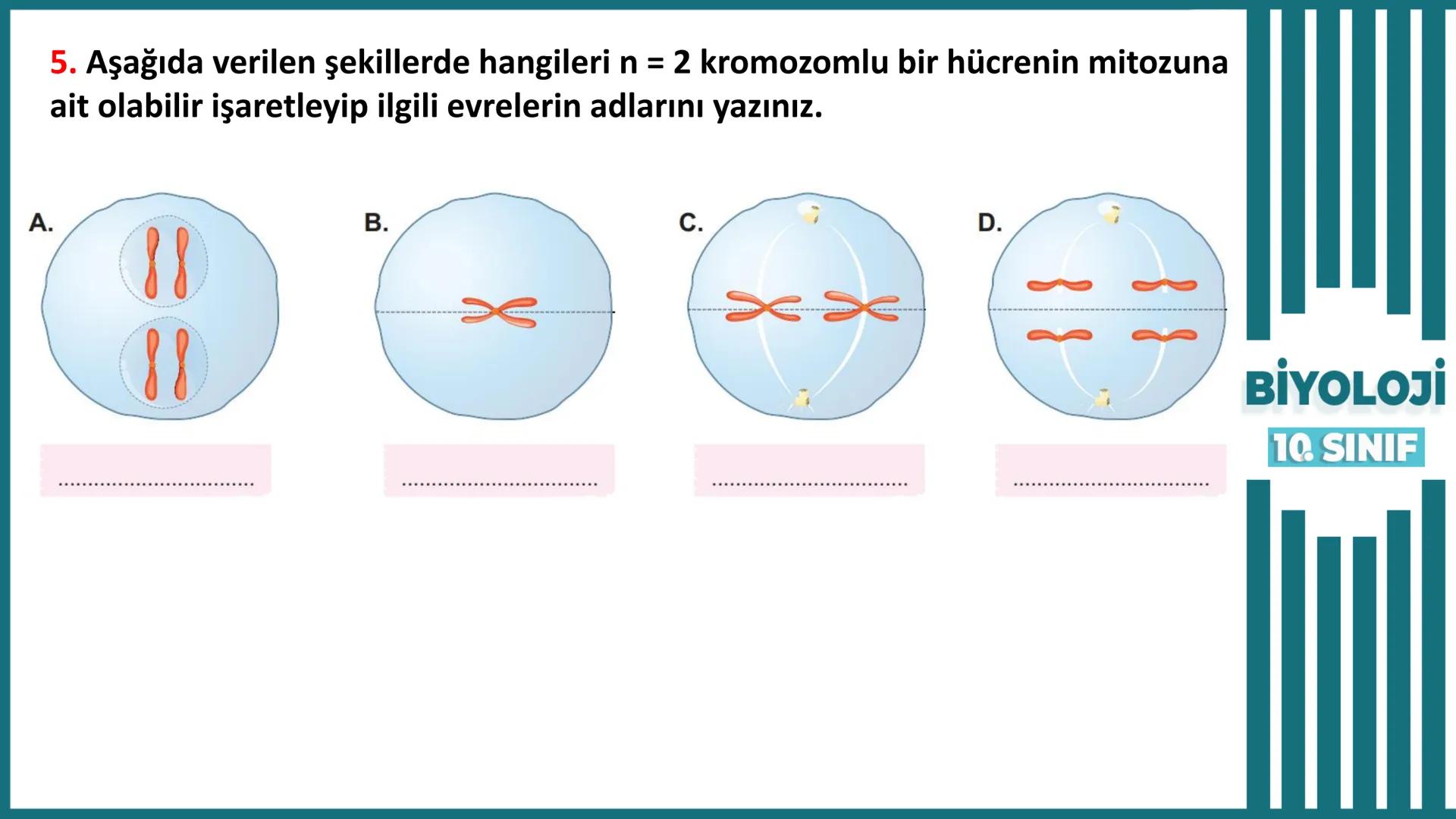 BİYOLOJİ
Kona Anfatimalo
Soru Bankası
小
1.
ÜNİTE
10.SINIF
BENİM
HOCAM
LİSE
Hücre Bölünmeleri
benim hocam
10
11 12
76
2 KAZANIM 10.1.1.1. Can