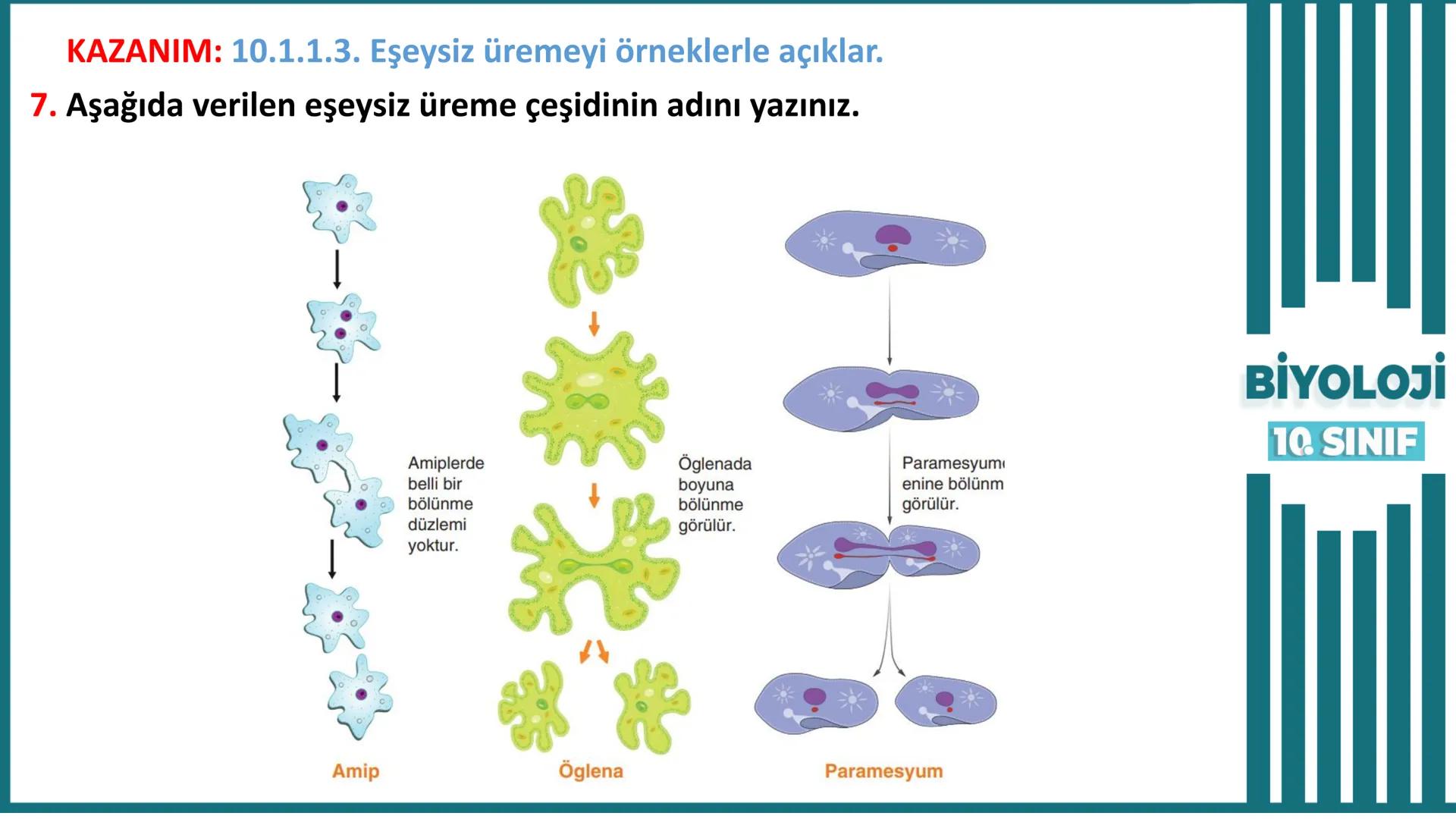 BİYOLOJİ
Kona Anfatimalo
Soru Bankası
小
1.
ÜNİTE
10.SINIF
BENİM
HOCAM
LİSE
Hücre Bölünmeleri
benim hocam
10
11 12
76
2 KAZANIM 10.1.1.1. Can