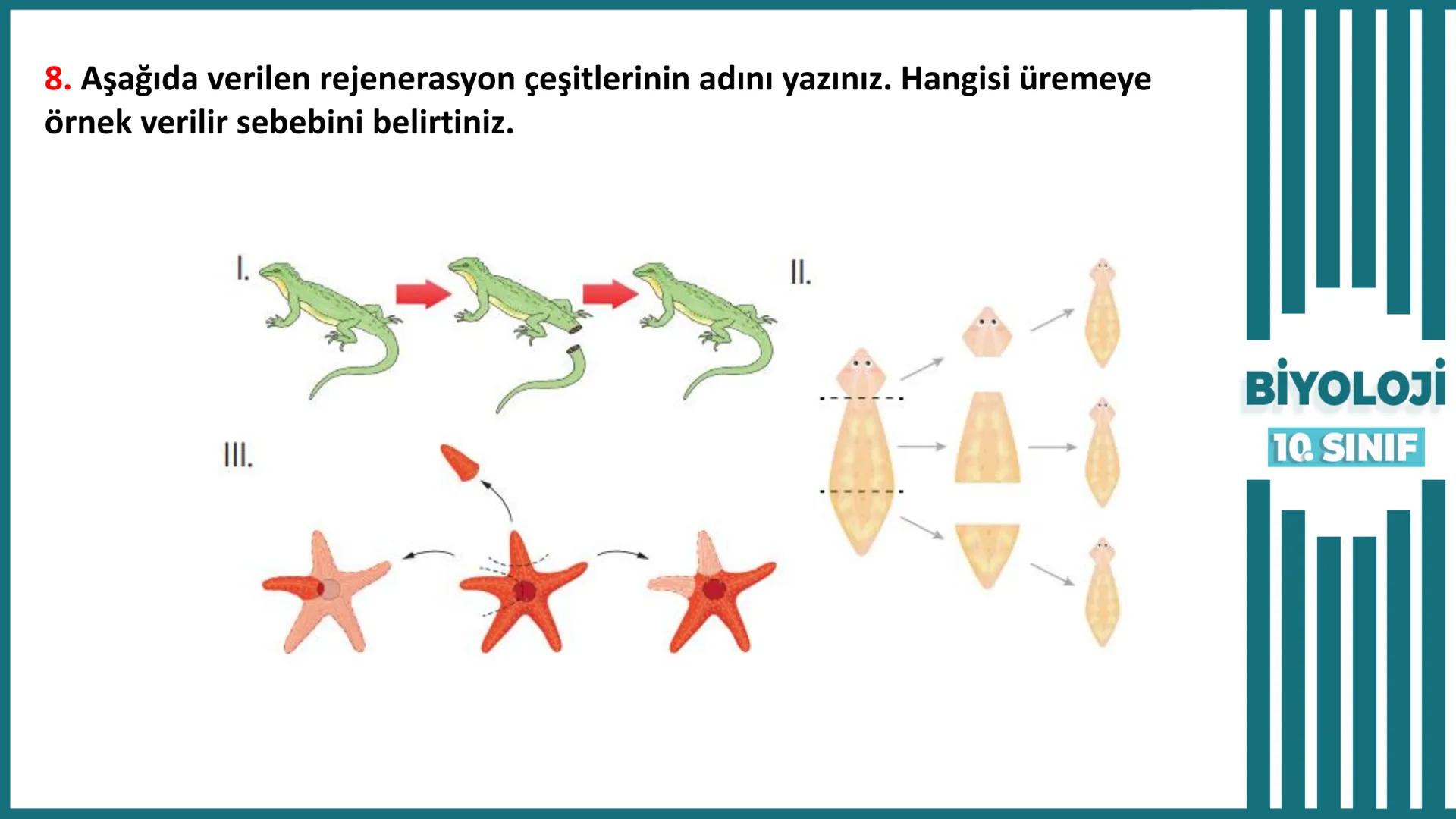 BİYOLOJİ
Kona Anfatimalo
Soru Bankası
小
1.
ÜNİTE
10.SINIF
BENİM
HOCAM
LİSE
Hücre Bölünmeleri
benim hocam
10
11 12
76
2 KAZANIM 10.1.1.1. Can