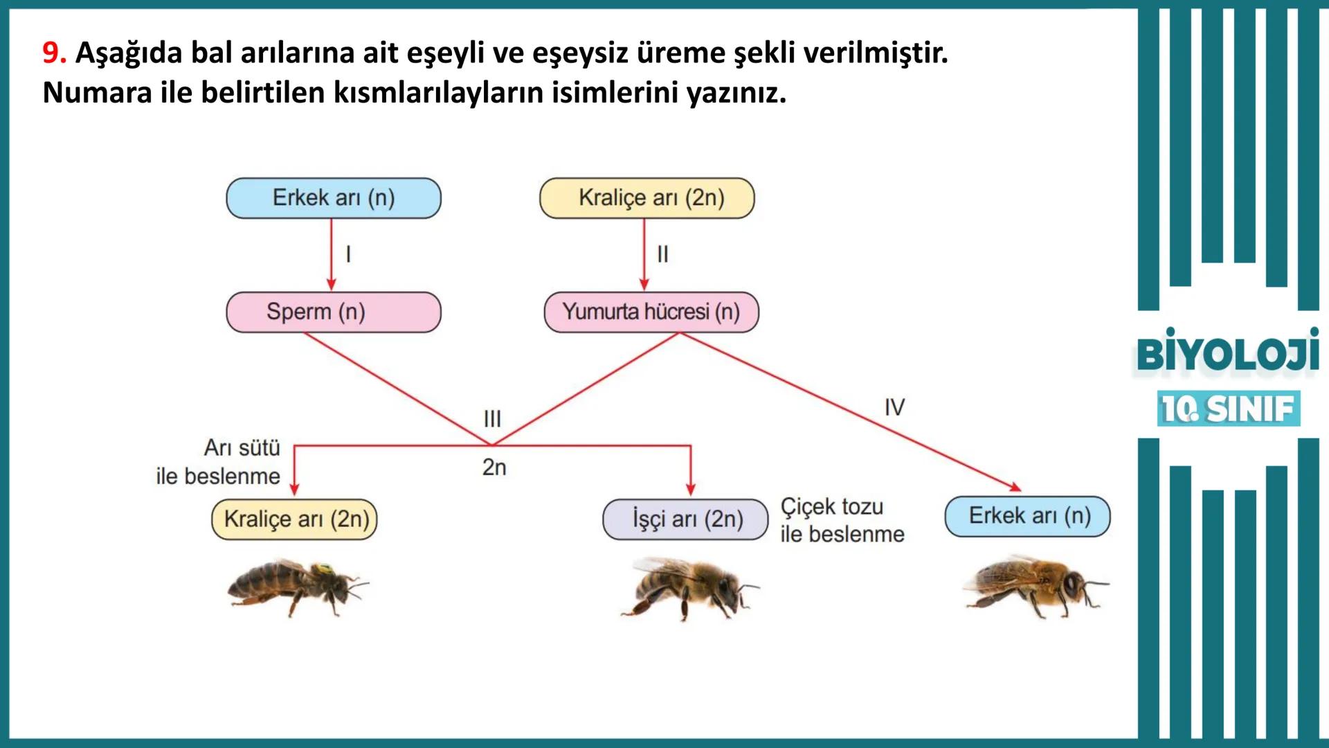 BİYOLOJİ
Kona Anfatimalo
Soru Bankası
小
1.
ÜNİTE
10.SINIF
BENİM
HOCAM
LİSE
Hücre Bölünmeleri
benim hocam
10
11 12
76
2 KAZANIM 10.1.1.1. Can