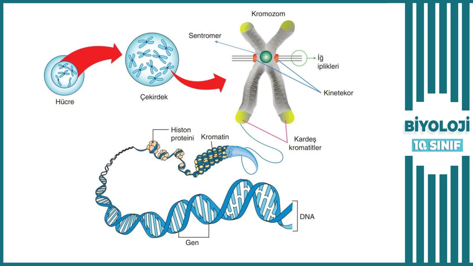 BİYOLOJİ
Kona Anfatimalo
Soru Bankası
小
1.
ÜNİTE
10.SINIF
BENİM
HOCAM
LİSE
Hücre Bölünmeleri
benim hocam
10
11 12
76
2 KAZANIM 10.1.1.1. Can