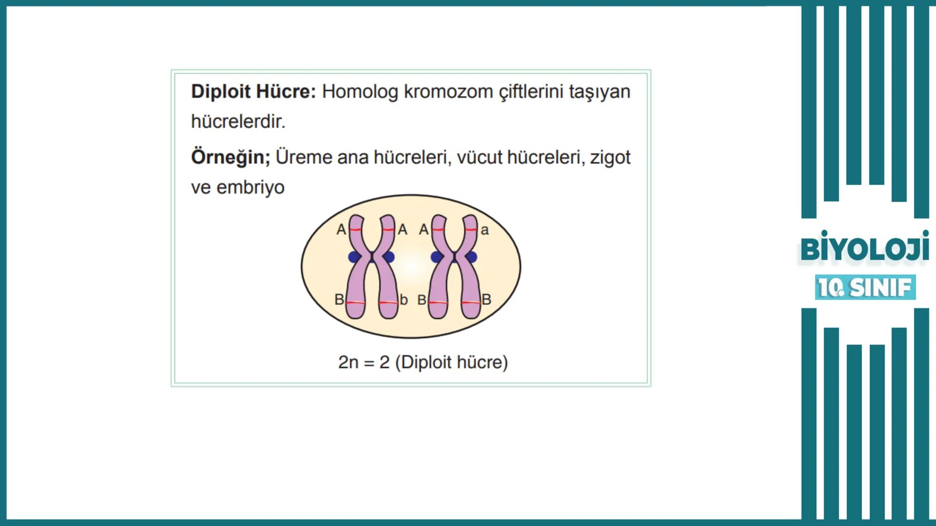 BİYOLOJİ
Kona Anfatimalo
Soru Bankası
小
1.
ÜNİTE
10.SINIF
BENİM
HOCAM
LİSE
Hücre Bölünmeleri
benim hocam
10
11 12
76
2 KAZANIM 10.1.1.1. Can