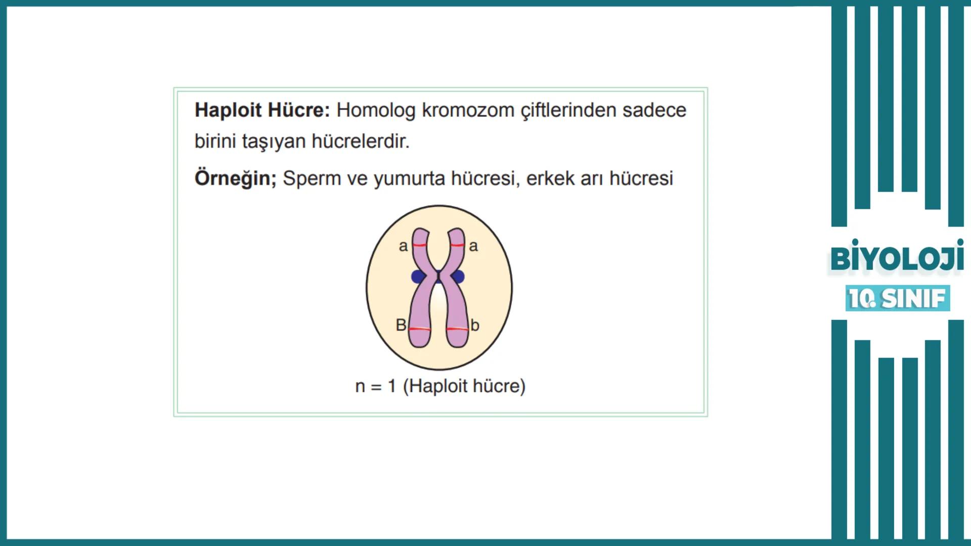 BİYOLOJİ
Kona Anfatimalo
Soru Bankası
小
1.
ÜNİTE
10.SINIF
BENİM
HOCAM
LİSE
Hücre Bölünmeleri
benim hocam
10
11 12
76
2 KAZANIM 10.1.1.1. Can