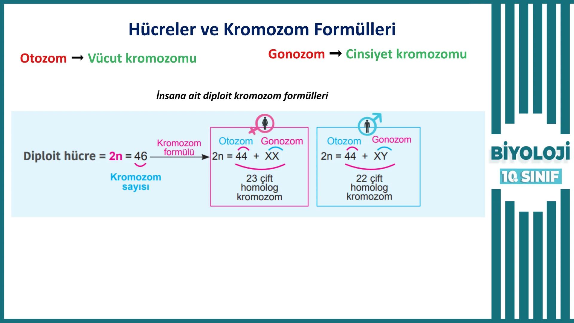 BİYOLOJİ
Kona Anfatimalo
Soru Bankası
小
1.
ÜNİTE
10.SINIF
BENİM
HOCAM
LİSE
Hücre Bölünmeleri
benim hocam
10
11 12
76
2 KAZANIM 10.1.1.1. Can