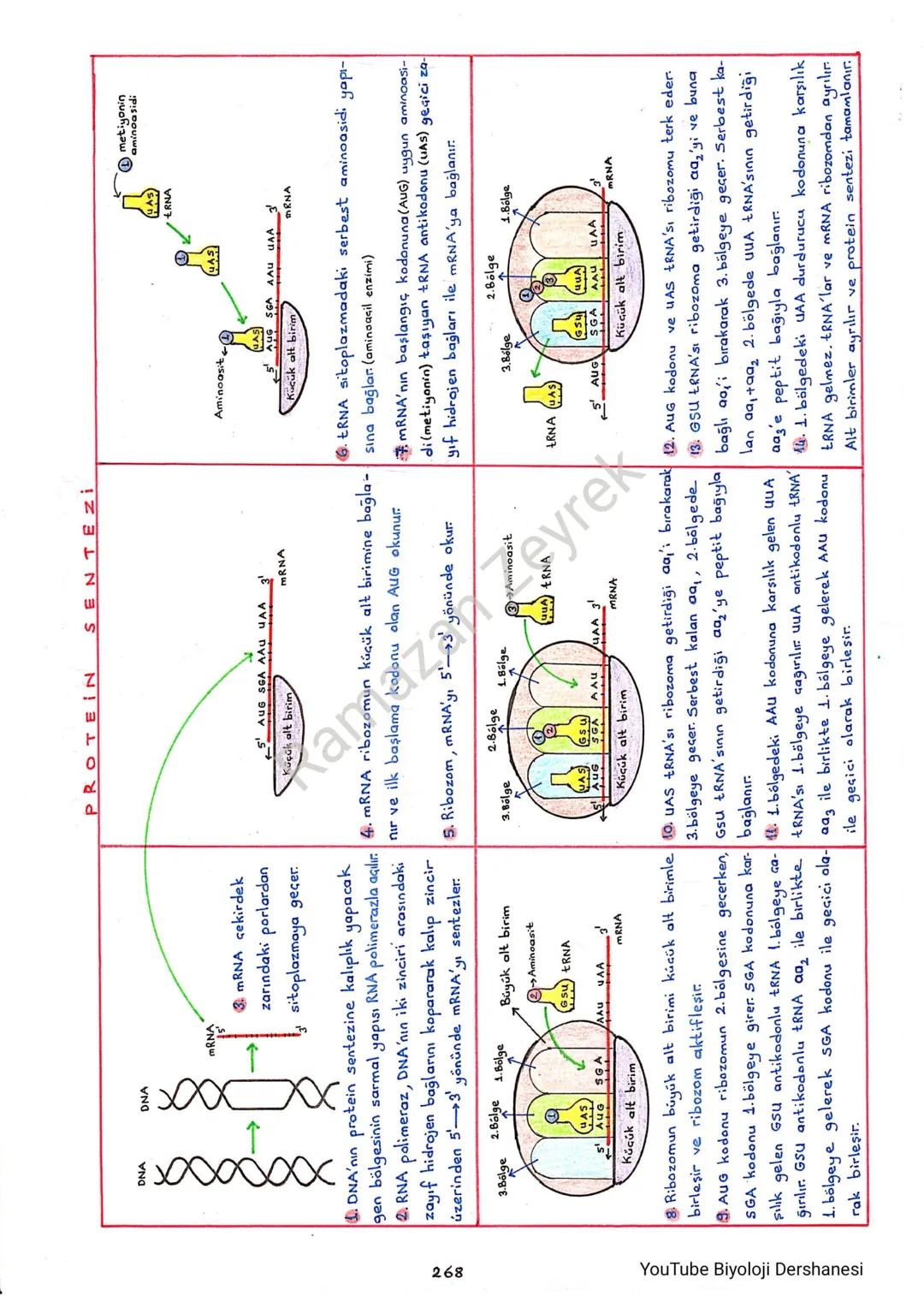 258
NUKLEIK ASİTLER
*Núkleik asitler yapılarındaki şekere göre isimlendirilir.
-DNA Deoksiribonükleik asit
- RNA Ribonukleikasit
*Nükleik as