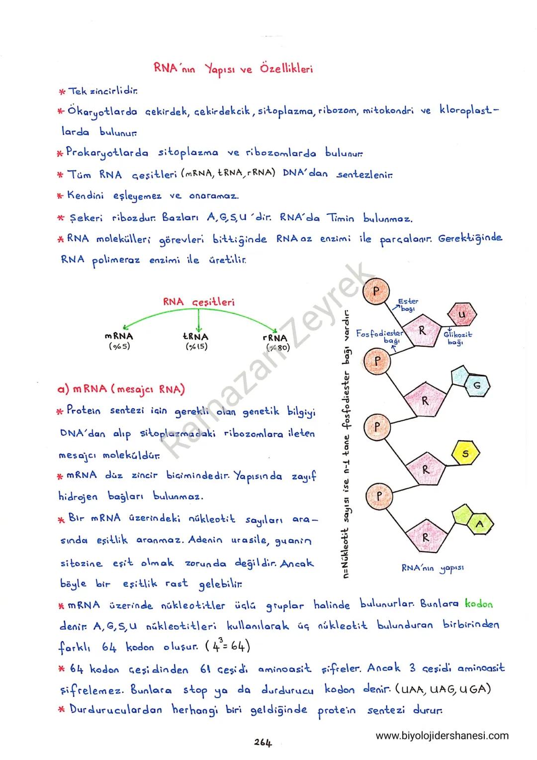 258
NUKLEIK ASİTLER
*Núkleik asitler yapılarındaki şekere göre isimlendirilir.
-DNA Deoksiribonükleik asit
- RNA Ribonukleikasit
*Nükleik as