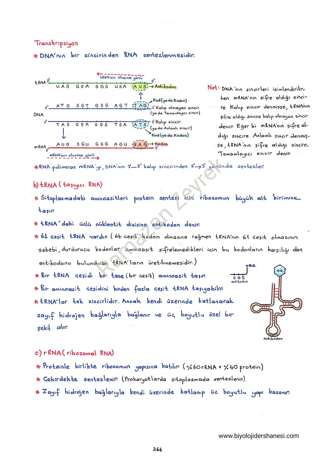 258
NUKLEIK ASİTLER
*Núkleik asitler yapılarındaki şekere göre isimlendirilir.
-DNA Deoksiribonükleik asit
- RNA Ribonukleikasit
*Nükleik as