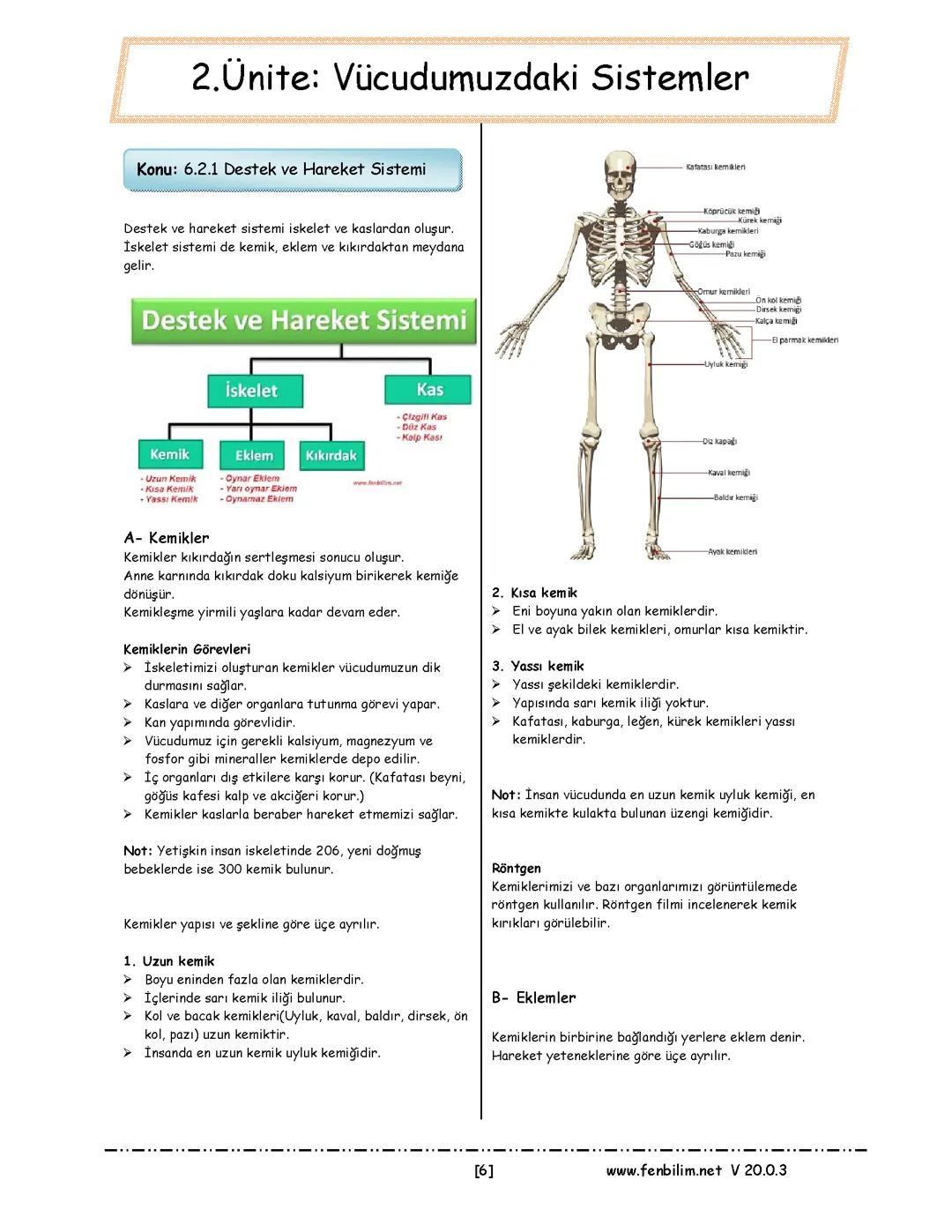 Fen Bilimleri| Vücudumuzdaki Sistemler