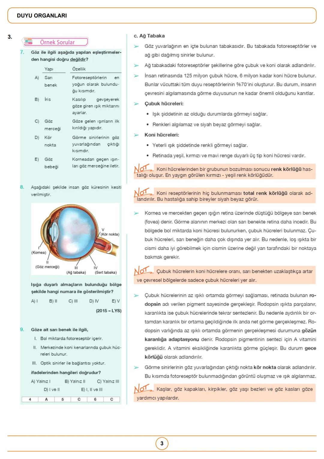 1.
1.
Örnek Sorular
İnsan gözüne ait olan,
1. damar tabaka,
II. ağ tabaka,
III. sert tabaka
yapılarından hangilerinde fotoreseptörler
bulunu