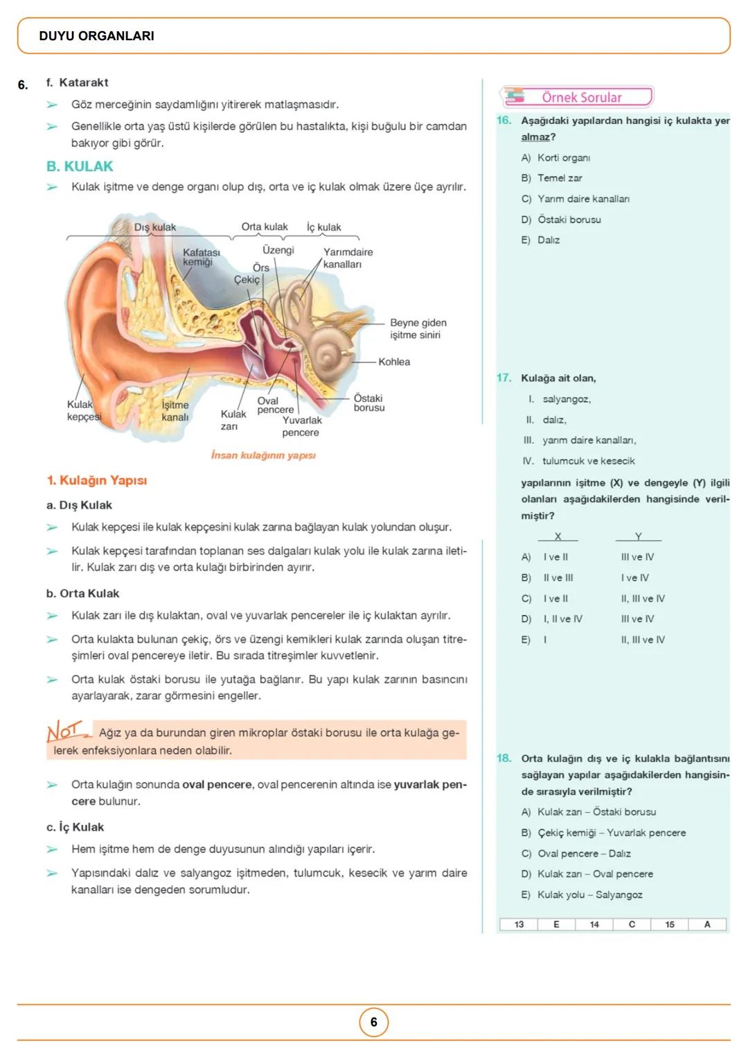 1.
1.
Örnek Sorular
İnsan gözüne ait olan,
1. damar tabaka,
II. ağ tabaka,
III. sert tabaka
yapılarından hangilerinde fotoreseptörler
bulunu
