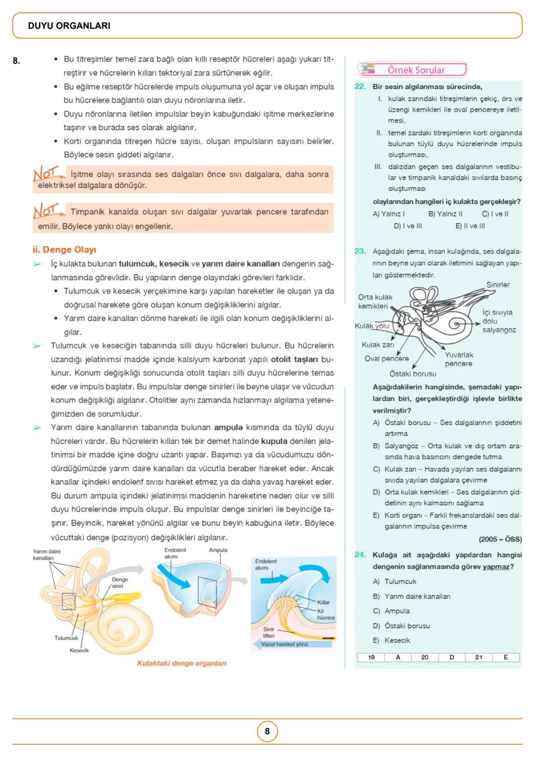 1.
1.
Örnek Sorular
İnsan gözüne ait olan,
1. damar tabaka,
II. ağ tabaka,
III. sert tabaka
yapılarından hangilerinde fotoreseptörler
bulunu