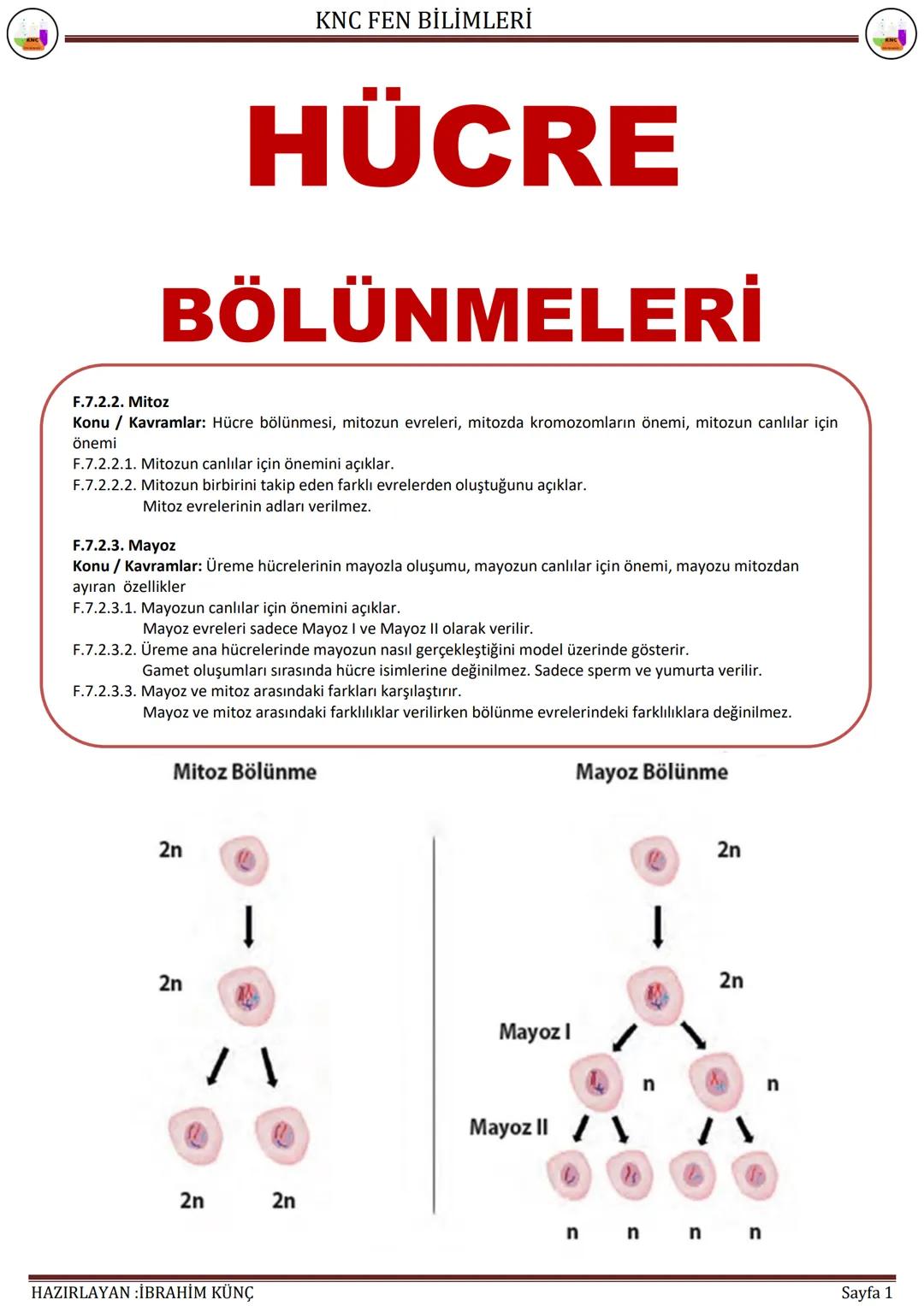 KNC FEN BİLİMLERİ
HÜCRE
BÖLÜNMELERİ
F.7.2.2. Mitoz
Konu / Kavramlar: Hücre bölünmesi, mitozun evreleri, mitozda kromozomların önemi, mitozun