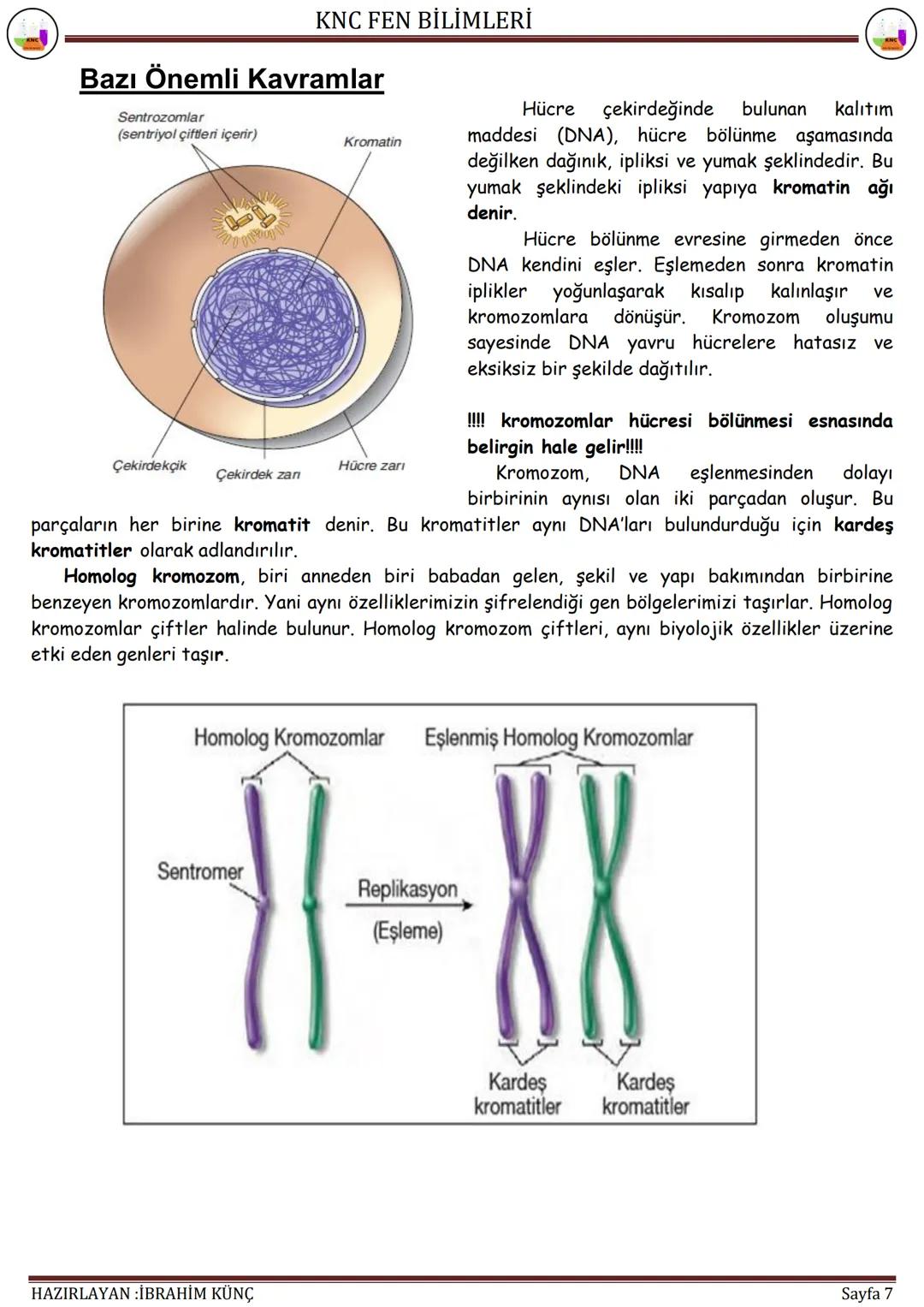 KNC FEN BİLİMLERİ
HÜCRE
BÖLÜNMELERİ
F.7.2.2. Mitoz
Konu / Kavramlar: Hücre bölünmesi, mitozun evreleri, mitozda kromozomların önemi, mitozun