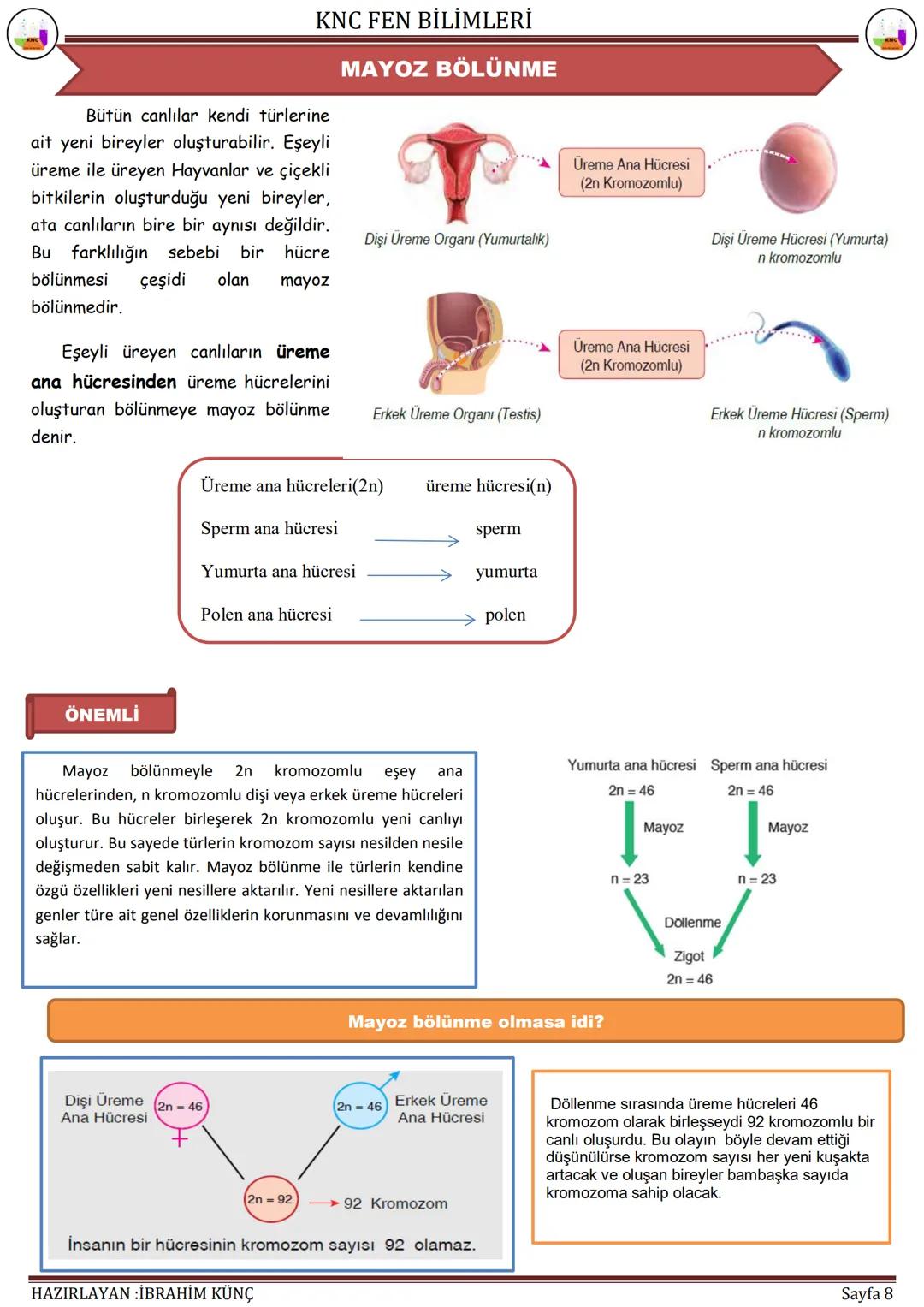 KNC FEN BİLİMLERİ
HÜCRE
BÖLÜNMELERİ
F.7.2.2. Mitoz
Konu / Kavramlar: Hücre bölünmesi, mitozun evreleri, mitozda kromozomların önemi, mitozun
