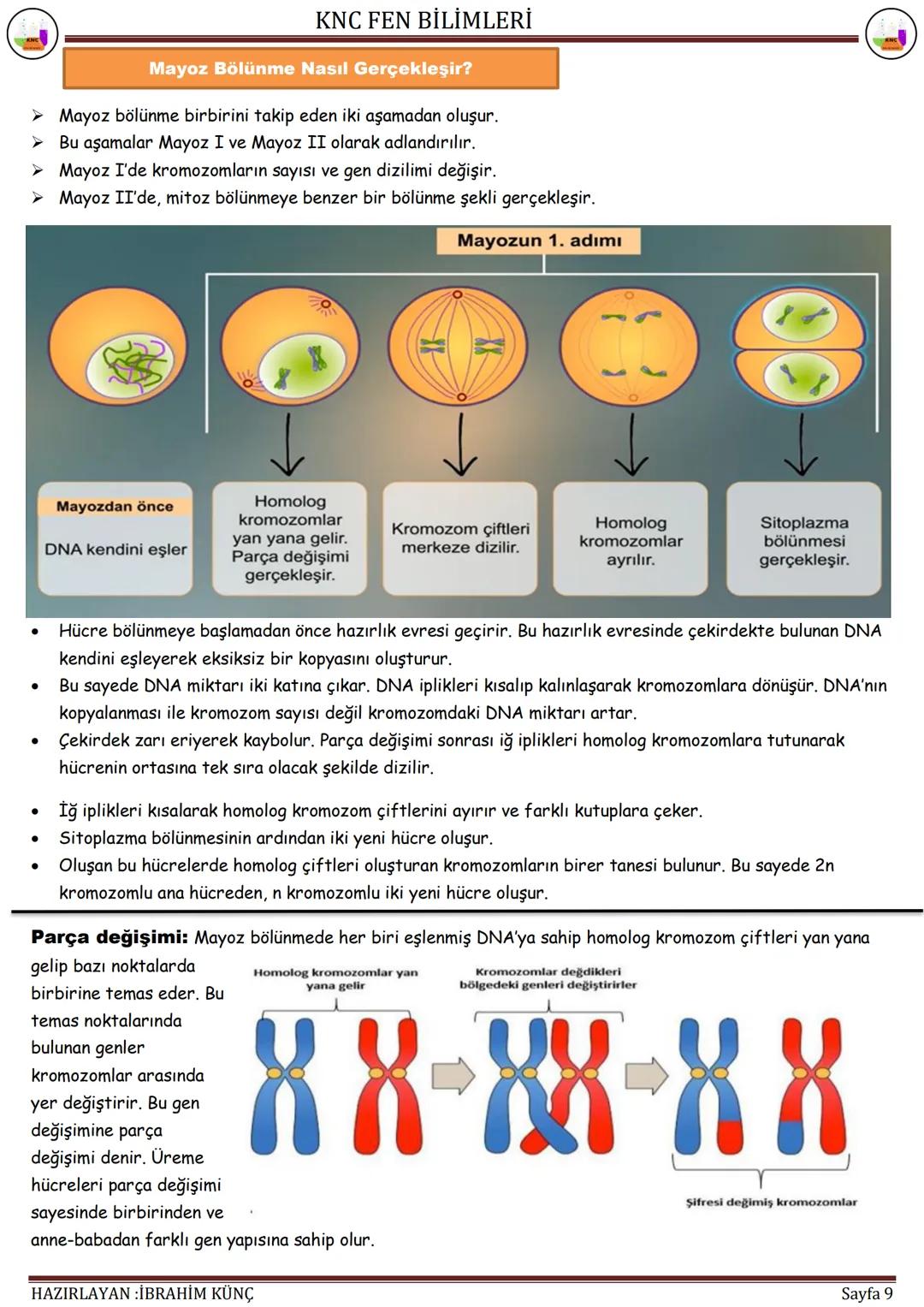 KNC FEN BİLİMLERİ
HÜCRE
BÖLÜNMELERİ
F.7.2.2. Mitoz
Konu / Kavramlar: Hücre bölünmesi, mitozun evreleri, mitozda kromozomların önemi, mitozun