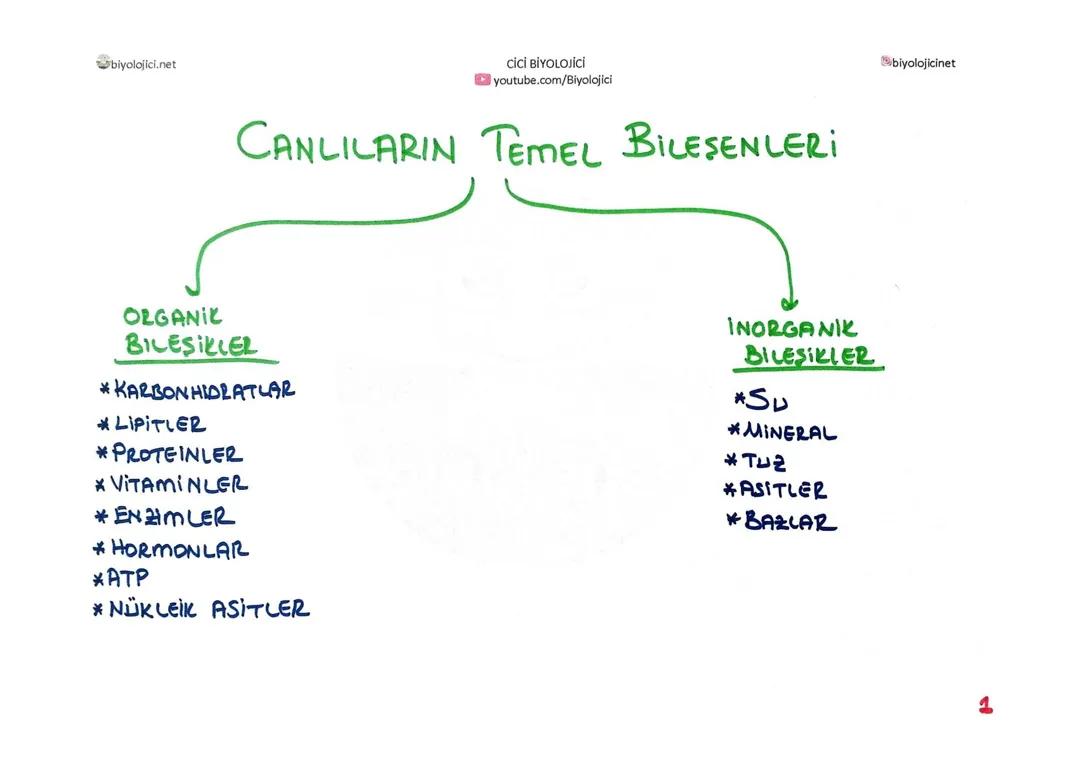 Canlıların Temel Bileşenleri