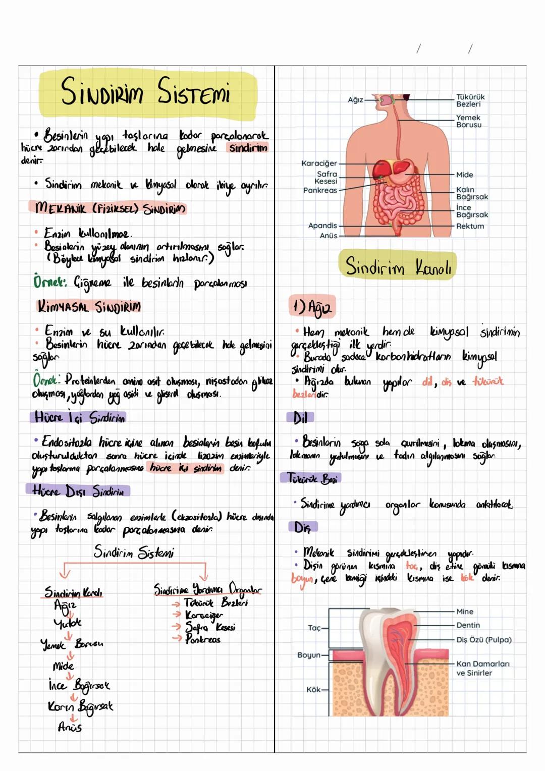 •
SİNDİRİM SİSTEMİ
• Besinlerin yapı taşlarına kadar parçalanarak
hücre zarından geçebilecek hale
denir.
•
• Sindicim mekanik ve
gelmesine
T