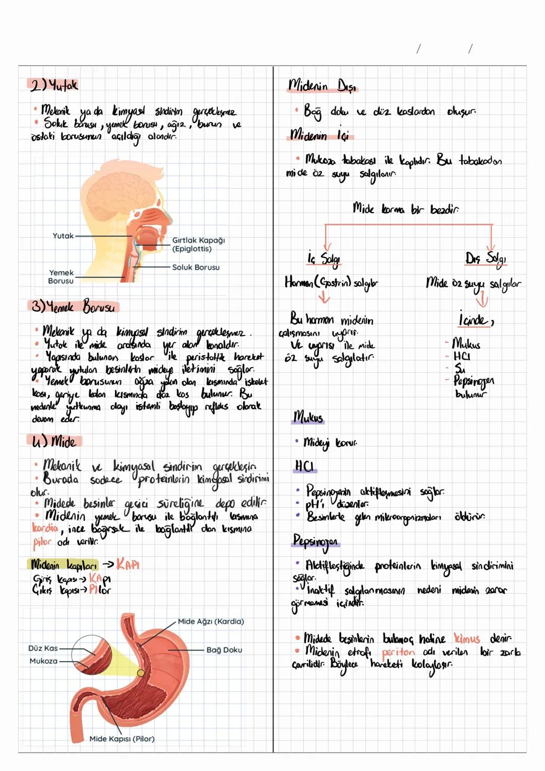 •
SİNDİRİM SİSTEMİ
• Besinlerin yapı taşlarına kadar parçalanarak
hücre zarından geçebilecek hale
denir.
•
• Sindicim mekanik ve
gelmesine
T