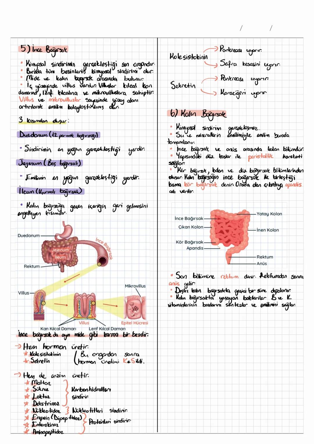 •
SİNDİRİM SİSTEMİ
• Besinlerin yapı taşlarına kadar parçalanarak
hücre zarından geçebilecek hale
denir.
•
• Sindicim mekanik ve
gelmesine
T