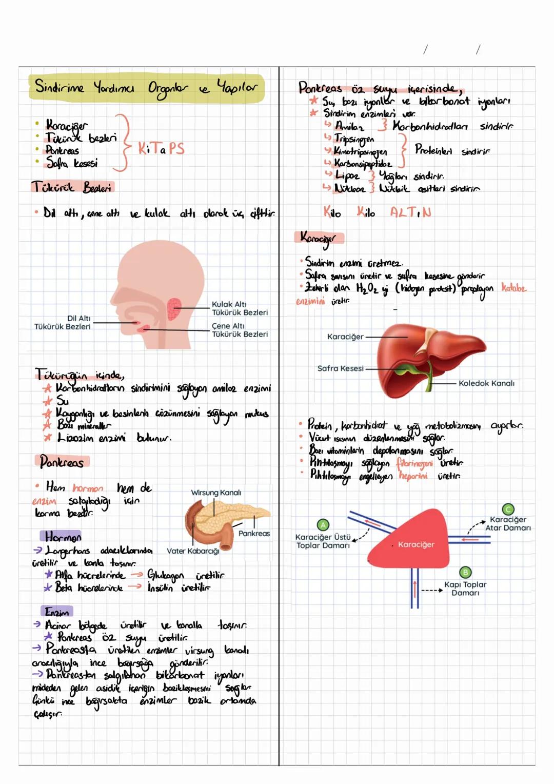 •
SİNDİRİM SİSTEMİ
• Besinlerin yapı taşlarına kadar parçalanarak
hücre zarından geçebilecek hale
denir.
•
• Sindicim mekanik ve
gelmesine
T