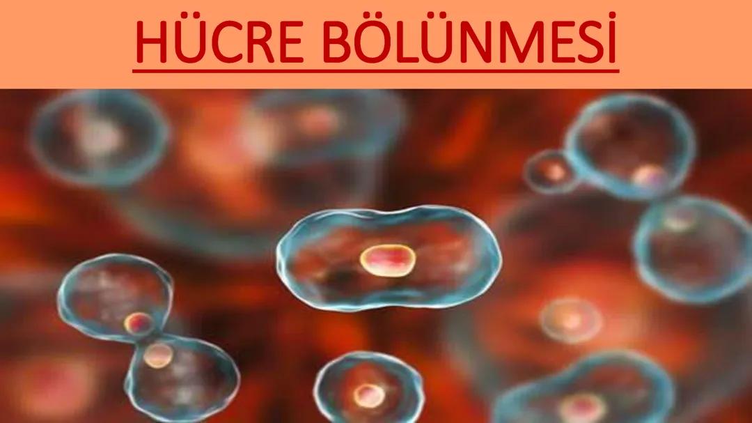 7 sınıf fen bilimleri