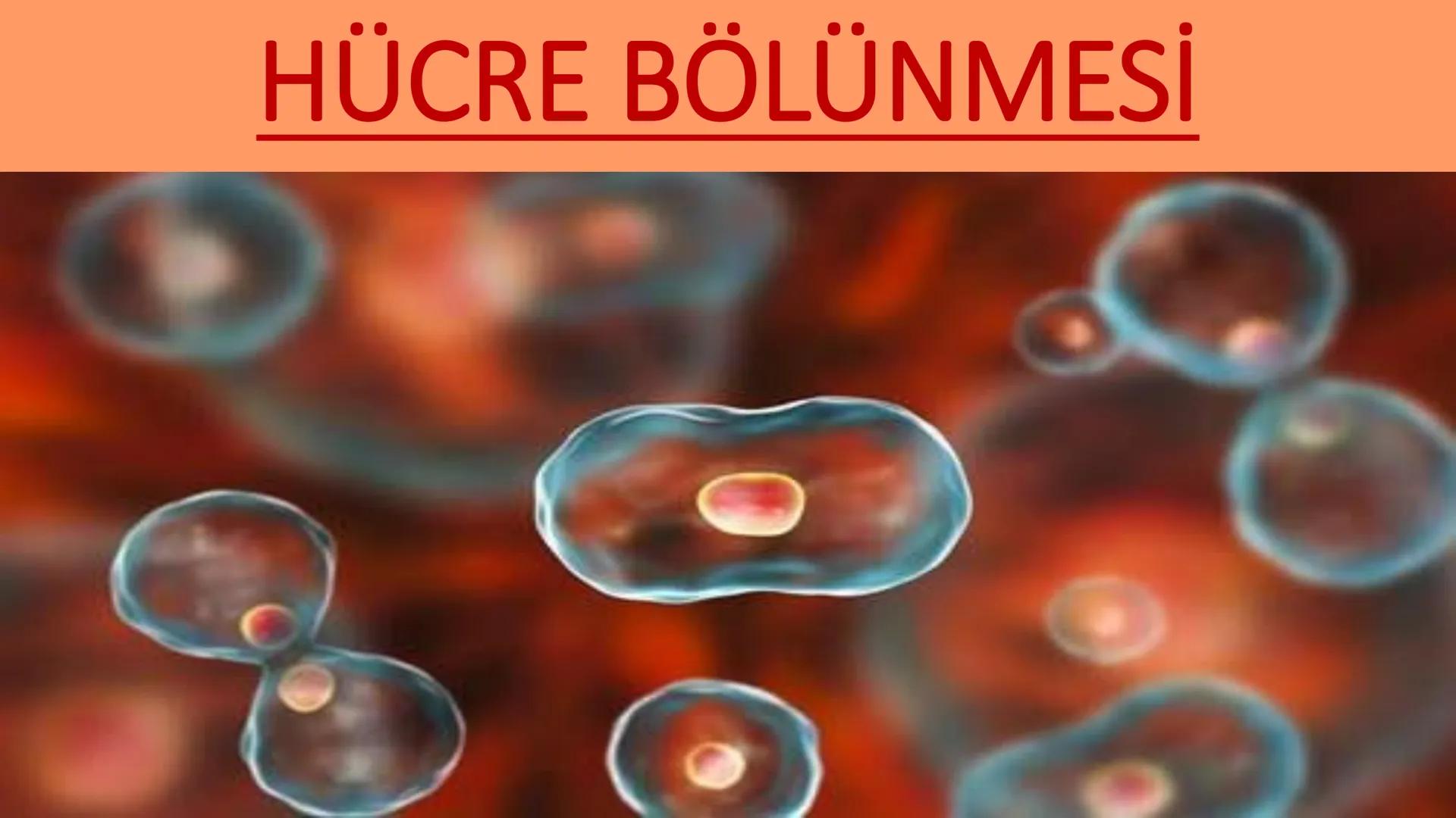 HÜCRE BÖLÜNMESİ HÜCRE BÖLÜNMESİ NEDİR?
Belirli bir büyüklüğe ulaşan hücrelerden, yeni hücrelerin oluşmasına "hücre
bölünmesi" denir.
Hücre b