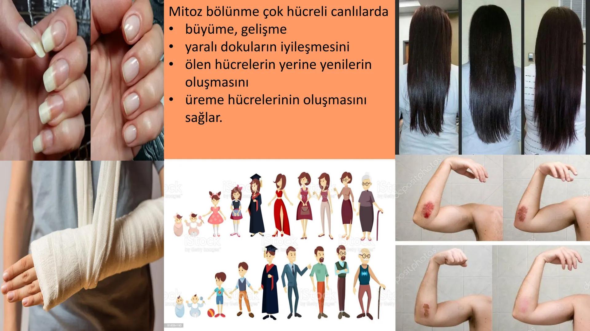 HÜCRE BÖLÜNMESİ HÜCRE BÖLÜNMESİ NEDİR?
Belirli bir büyüklüğe ulaşan hücrelerden, yeni hücrelerin oluşmasına "hücre
bölünmesi" denir.
Hücre b