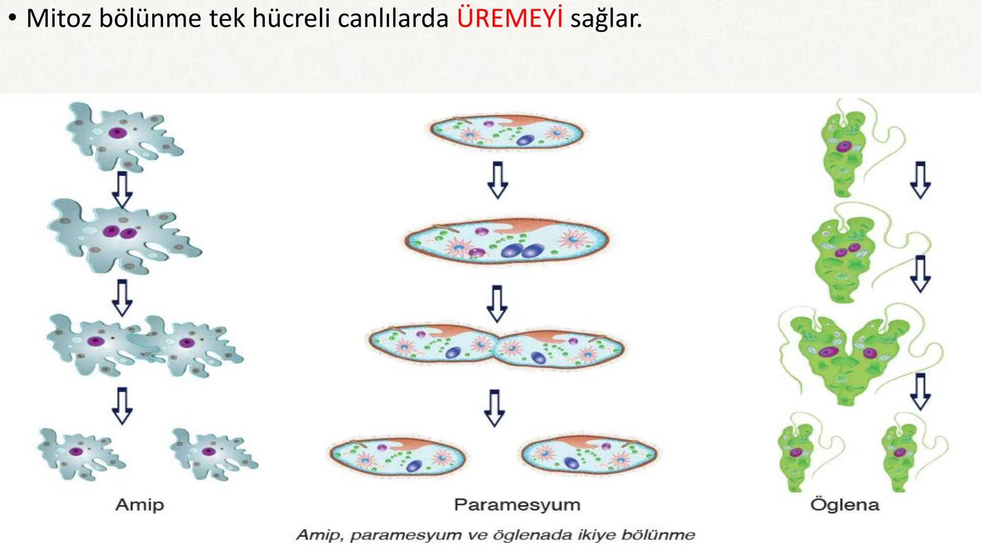 HÜCRE BÖLÜNMESİ HÜCRE BÖLÜNMESİ NEDİR?
Belirli bir büyüklüğe ulaşan hücrelerden, yeni hücrelerin oluşmasına "hücre
bölünmesi" denir.
Hücre b