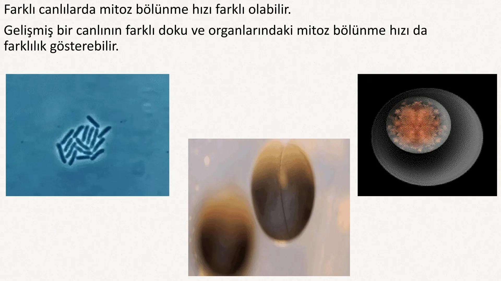 HÜCRE BÖLÜNMESİ HÜCRE BÖLÜNMESİ NEDİR?
Belirli bir büyüklüğe ulaşan hücrelerden, yeni hücrelerin oluşmasına "hücre
bölünmesi" denir.
Hücre b