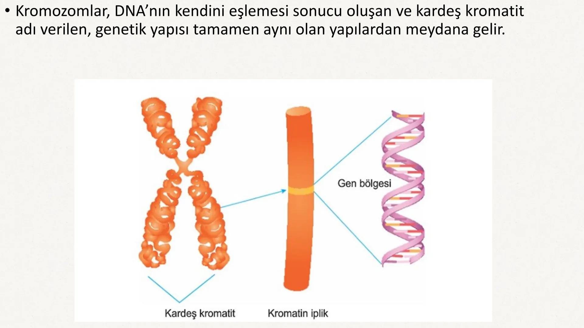 HÜCRE BÖLÜNMESİ HÜCRE BÖLÜNMESİ NEDİR?
Belirli bir büyüklüğe ulaşan hücrelerden, yeni hücrelerin oluşmasına "hücre
bölünmesi" denir.
Hücre b