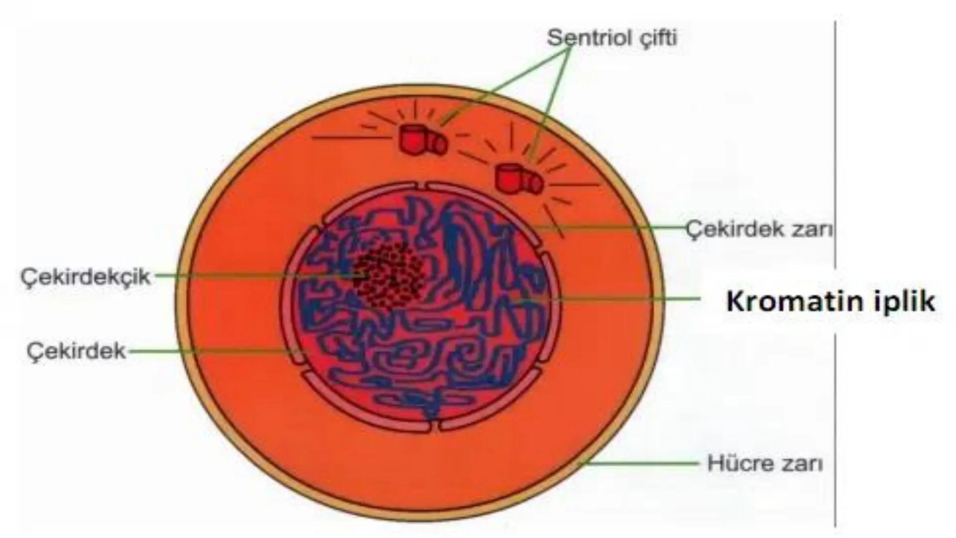 HÜCRE BÖLÜNMESİ HÜCRE BÖLÜNMESİ NEDİR?
Belirli bir büyüklüğe ulaşan hücrelerden, yeni hücrelerin oluşmasına "hücre
bölünmesi" denir.
Hücre b