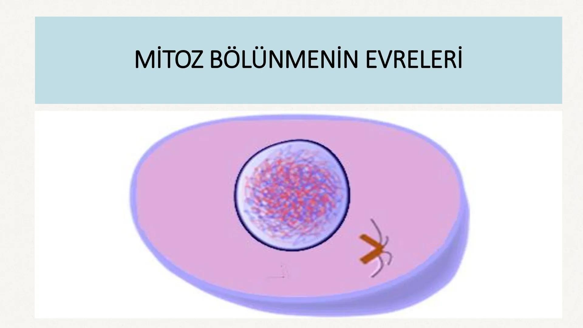 HÜCRE BÖLÜNMESİ HÜCRE BÖLÜNMESİ NEDİR?
Belirli bir büyüklüğe ulaşan hücrelerden, yeni hücrelerin oluşmasına "hücre
bölünmesi" denir.
Hücre b